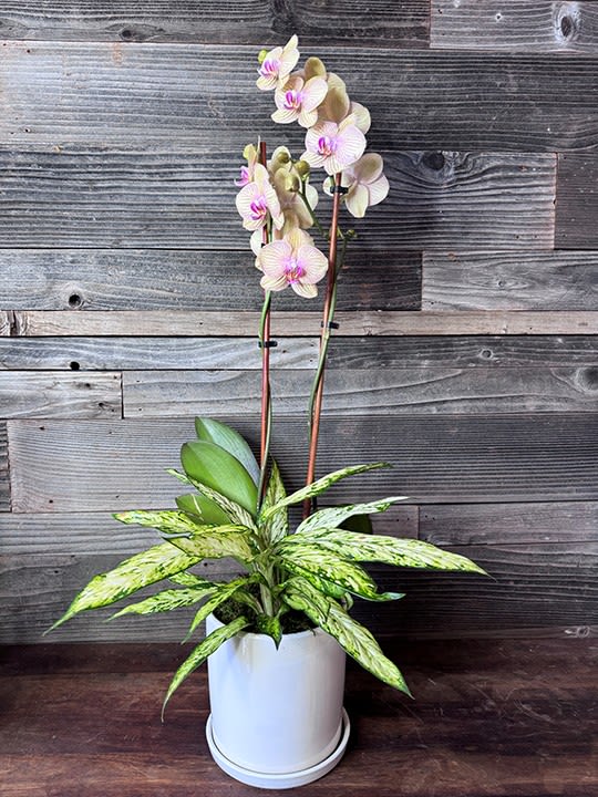 New Release! Tropical Flowering Garden - Grown locally in East Honolulu, Watanabe Floral is proud to announce our partnership with local grower Plant Hawaii! This flowering garden piece showcases the best of our local flora, including the gorgeous phaelnopsis, beautifully arranged to bring a touch of nature’s elegance into your home or office.  Key Features:  Locally Grown: All plants are cultivated locally in East Honolulu, ensuring fresh and vibrant greenery.  Medium Size: Perfectly sized to fit a variety of spaces, adding a touch of natural beauty to any environment.  Unique Look: Each garden piece is unique, with the arrangement varying slightly, but the overall value and quality are always maintained.  Partnership with Plant Hawaii: A collaboration that supports local agriculture and brings the finest plants directly to you.  Versatile Use: Ideal for home décor, office spaces, or as a thoughtful gift for plant enthusiasts.  Please note that while the appearance of each garden piece may vary, the value and beauty will always remain consistent. Celebrate the natural beauty of Hawaii with our Medium Garden Piece, a testament to local craftsmanship and horticulture.  