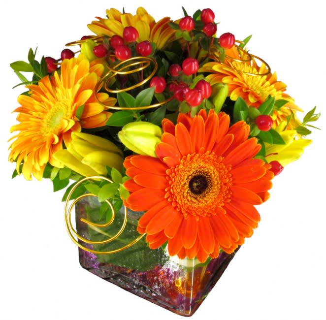 Royal Sunset Cube - Royal Sunset Cube – Gerbera Daisies, Lilies &amp; Hypericum Berries  Bright, cheerful, and full of sunset-inspired color, the Royal Sunset Cube brings bold shades of yellow, orange, and red together in one joyful arrangement. Hand-picked Gerbera daisies, Asiatic tiger lilies, hypericum berries, and fresh garden greens are artfully arranged in a sleek glass cube vase. Accents of colored wire spirals, sparkling gems, and a Ti-leaf lining add a modern, artistic touch that makes this design truly stand out.  Perfect for birthdays, celebrations, or simply to brighten someone’s day, this compact yet vibrant arrangement adds instant warmth to any room.  Available Sizes:  • Standard – 4 Gerbera daisies, 3 Asiatic lilies, 4 hypericum berries, and fresh greens in a 5&quot; cube vase (approx. 7&quot; W x 7&quot; H)  • Deluxe – 6 Gerbera daisies, 5 Asiatic lilies, 5 hypericum berries, and fresh greens in a 6&quot; cube vase  • Premium – 12 Gerbera daisies, 8 Asiatic lilies, 8 hypericum berries, and fresh greens in an 8&quot; cube vase  Care Instructions: Display in a cool location away from direct sunlight, vents, or drafts. Keep the vase full with clean water, and change water every 2–3 days. Trim stems slightly with each water change to extend the life of your flowers.  Bring color, joy, and radiant energy into any space with this vibrant sunset-inspired floral cube arrangement.