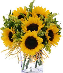 Shining Sun - 6 Premium Sunflowers perfectly arranged with greenery and filler flower.  Vase will vary. 