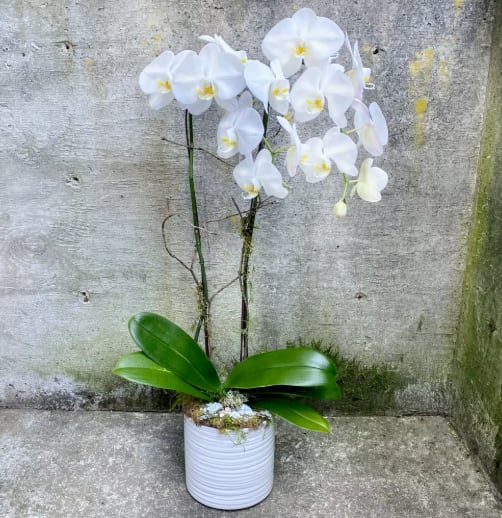 Doubled Stemmed Orchid - A beautiful double stemmed orchid. Perfect for any occasion. Deluxe will include decorative moss, butterflies or birds with bird nest.