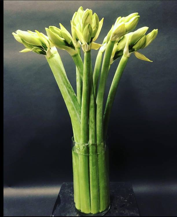 Amaryllis White Holiday - Amaryllis stems in a tall glass vase.