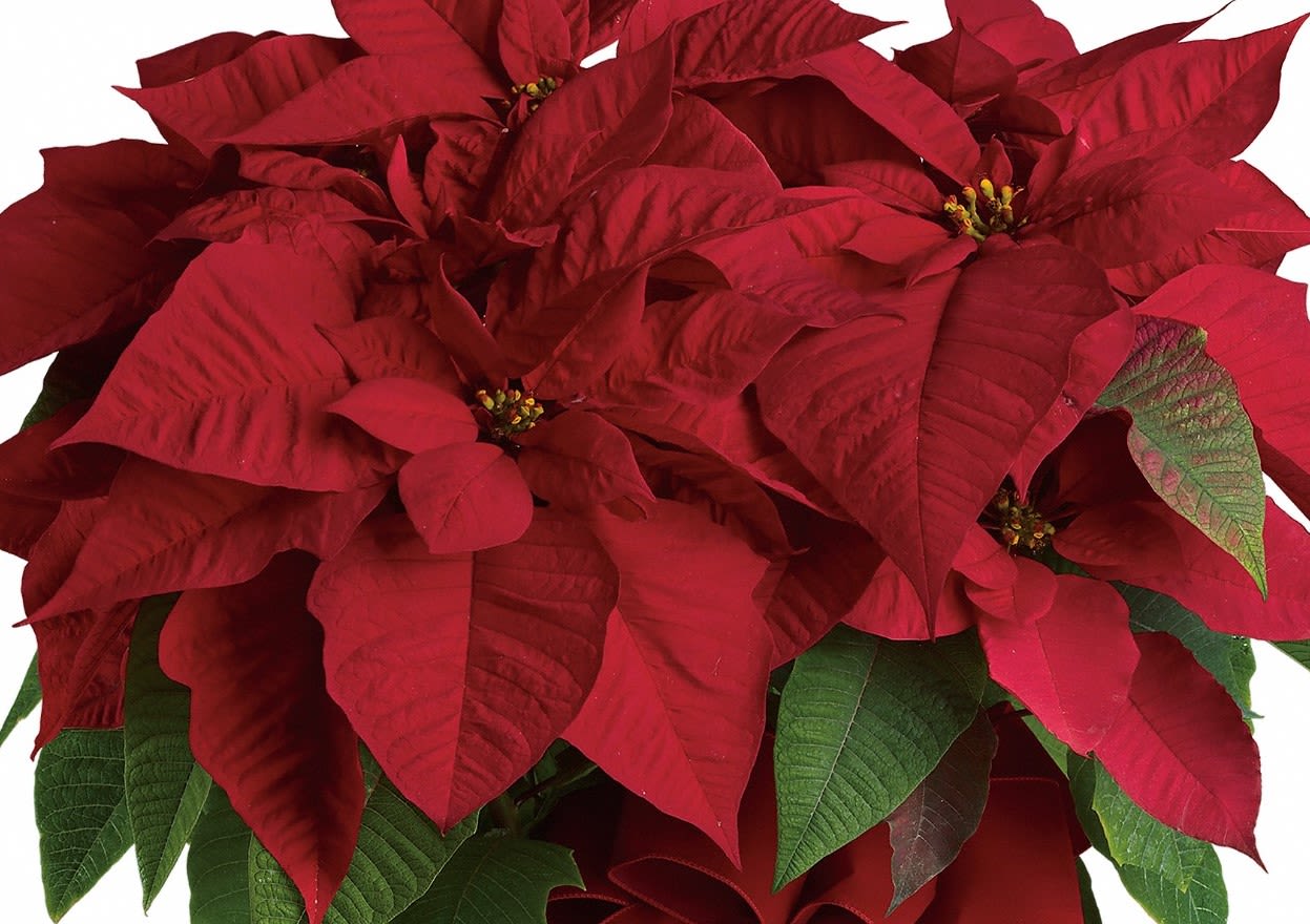 Large Red Poinsettia - The red poinsettia has been a holiday favorite for generations…and for a very good reason. It practically screams &quot;Merry Christmas!&quot; 8&quot; potted plant