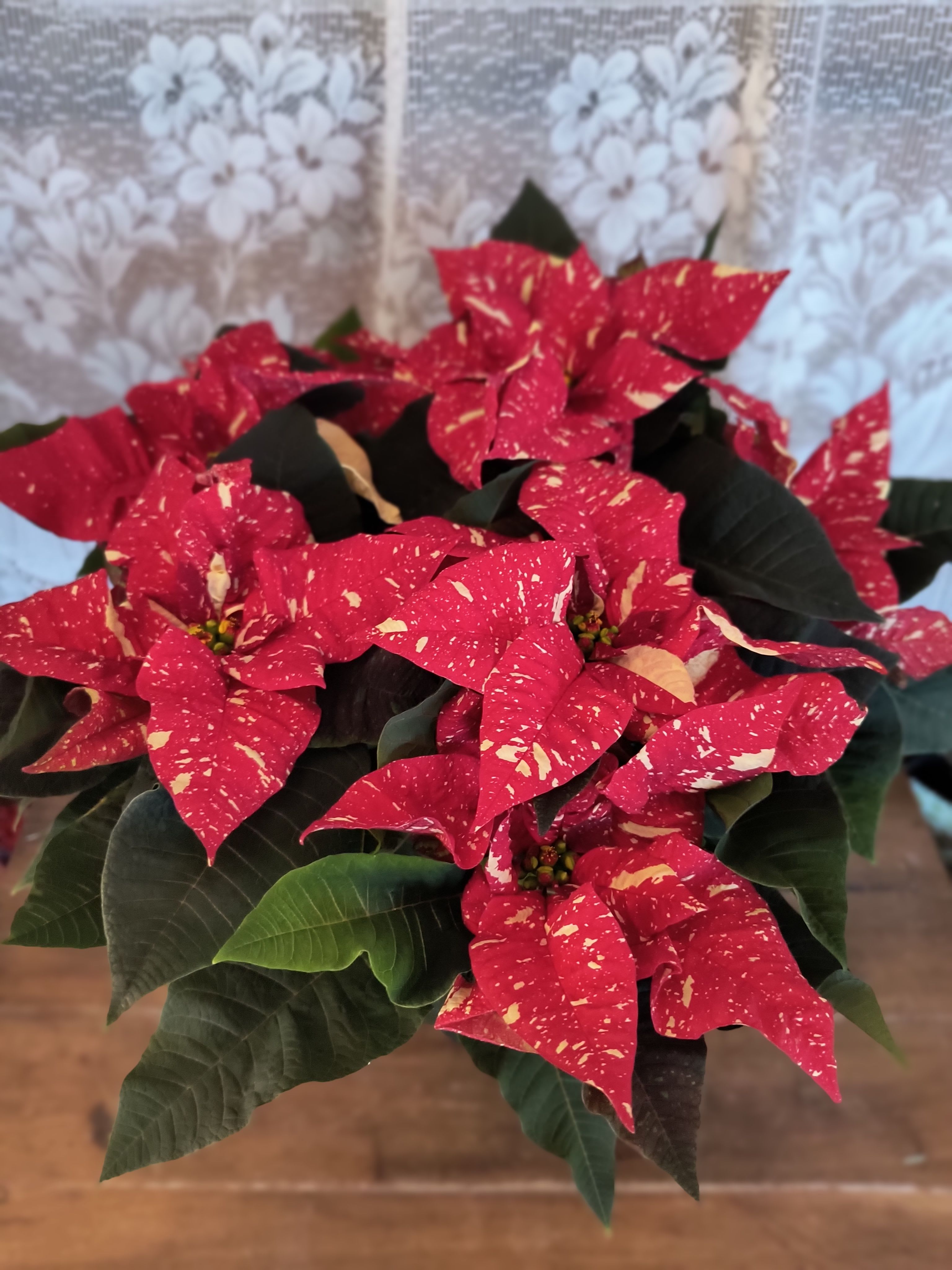 Jingle Bell Poinsettia - This red and white poinsettia plant that looks like Christmas Candy Cane.
