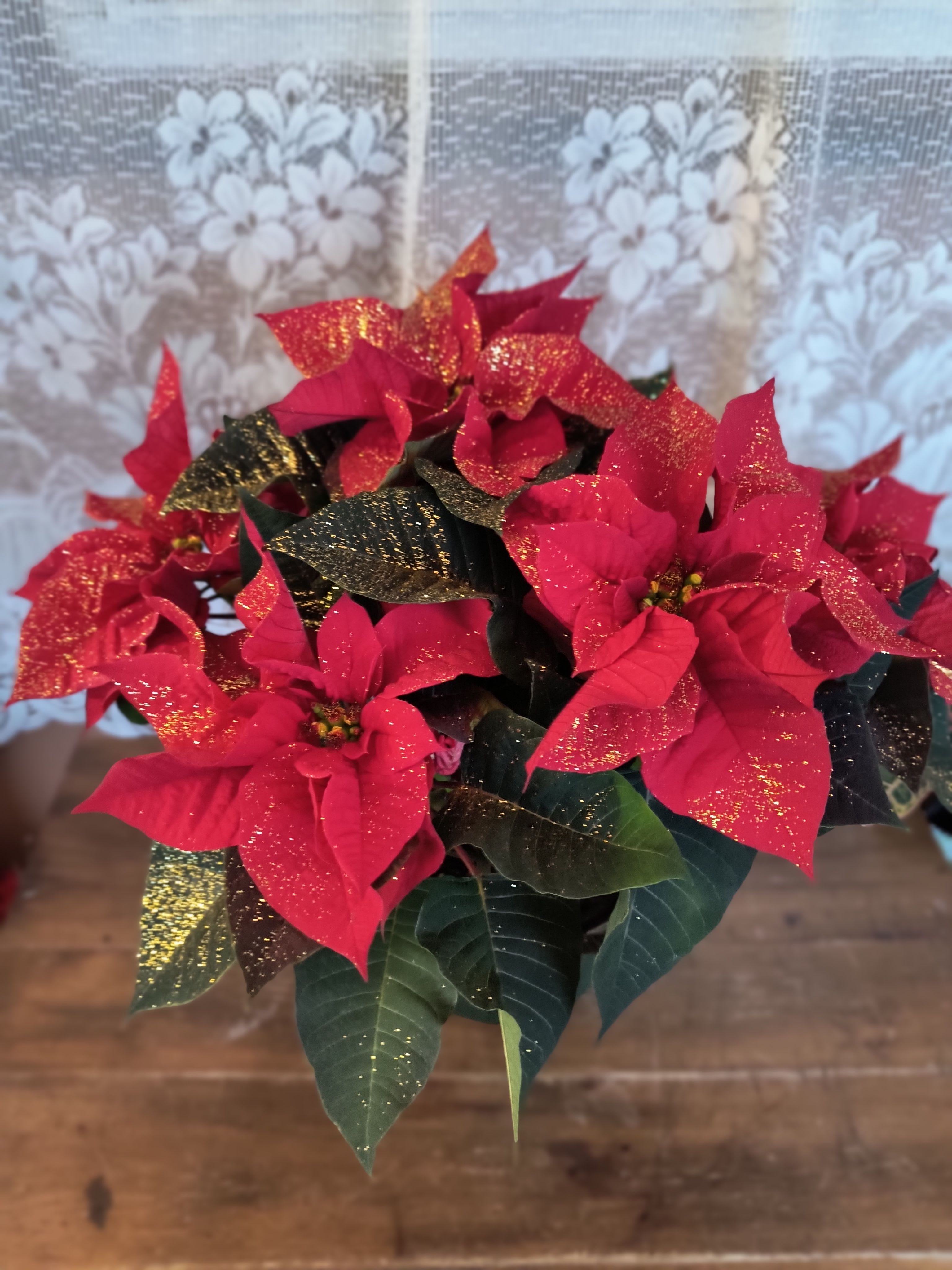 Red Sparkled Poinsettia - The red poinsettia has been a holiday favorite for generations…and for a very good reason. It practically screams &quot;Merry Christmas&quot; with all the extra holiday flair and sparkle!