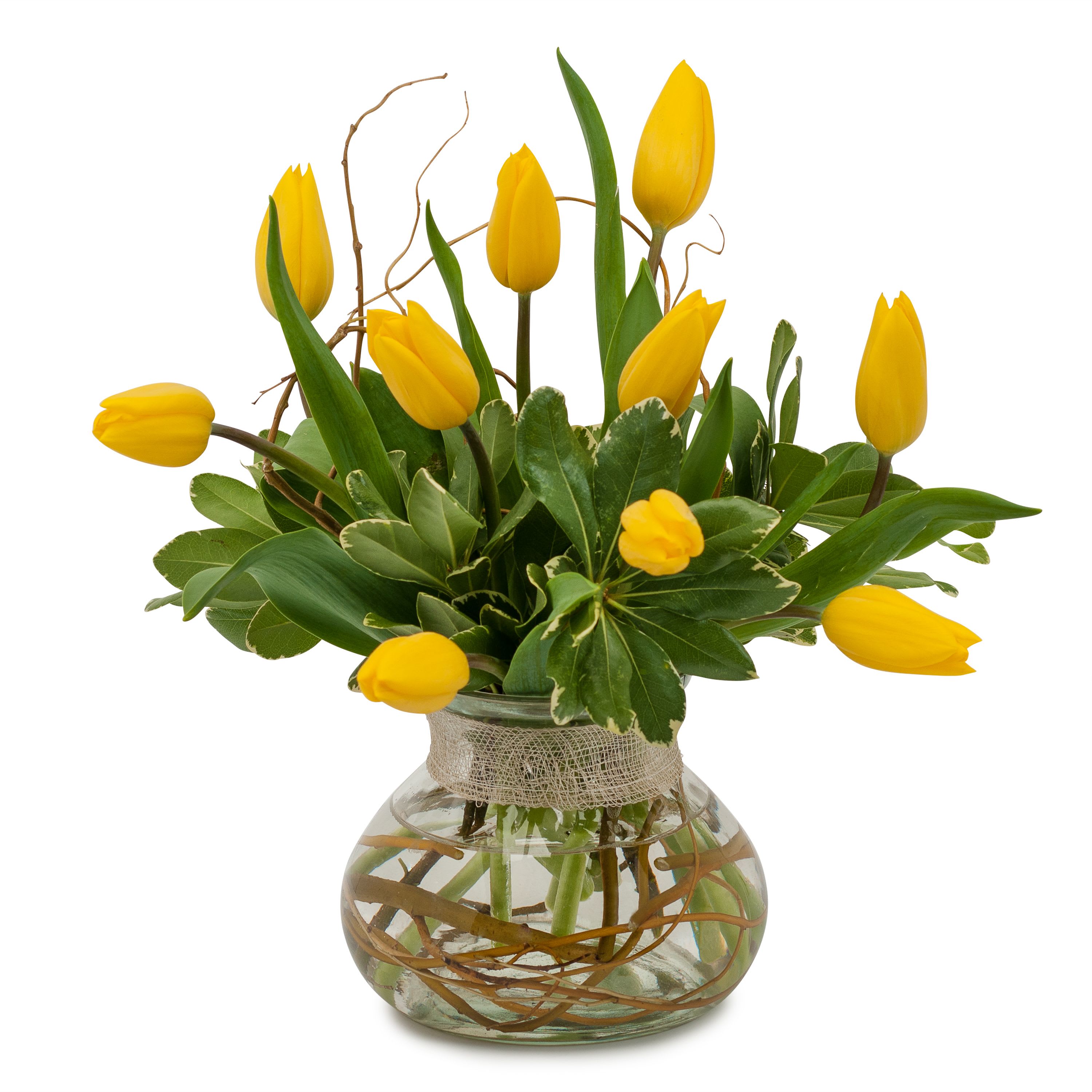 Freshly Squeezed - TMF14-237 - Yellow tulips with willow in a clear vase. Approximately 10&quot;W X 10&quot;H