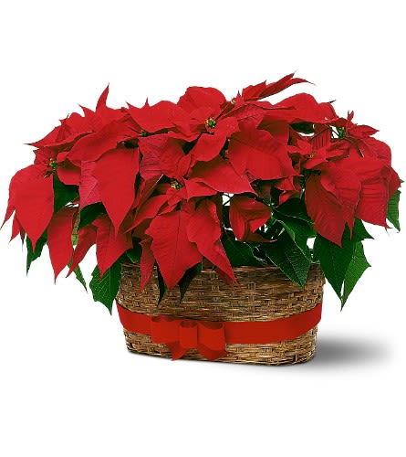 Double Poinsettia Basket - Double your decorative spirit by giving not one, but two red poinsettias in a festive basket.