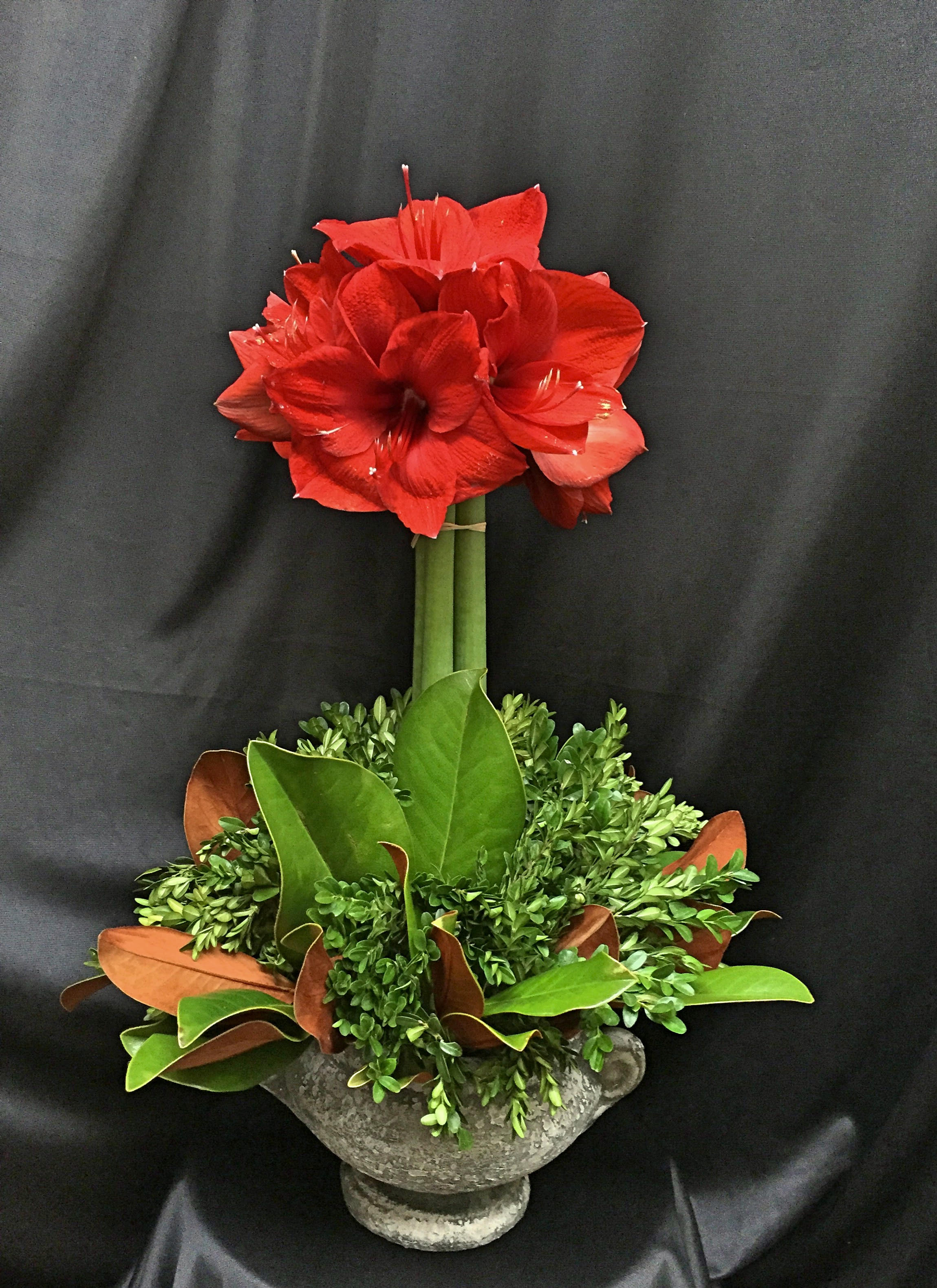 Sparkling Amaryllis - Splendid clustered amaryllis  plants with magnolia and boxwoods. White and Red colors available.  Please notify your choice of color in special instruction section.