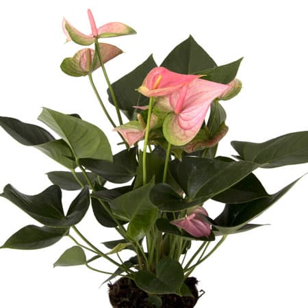 Tropical PINK Anthurium Plant - Anthuriums Symbolize Hospitality - Due to their open, heart-shape and long-lasting characteristics they are popular as hostess or hospitality gifts.  Plant will arrive in a decorative container.