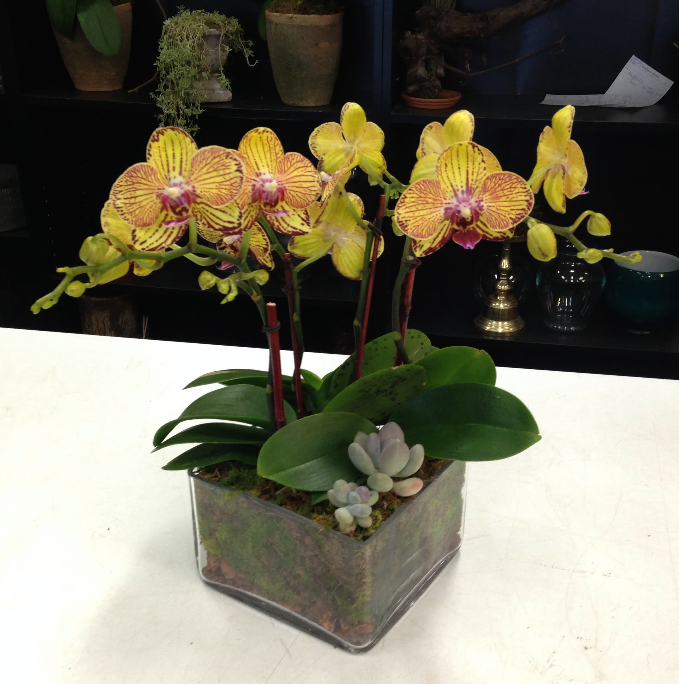 Orchid nature - Yellow orchids with succulents nested in decorated glass vase.