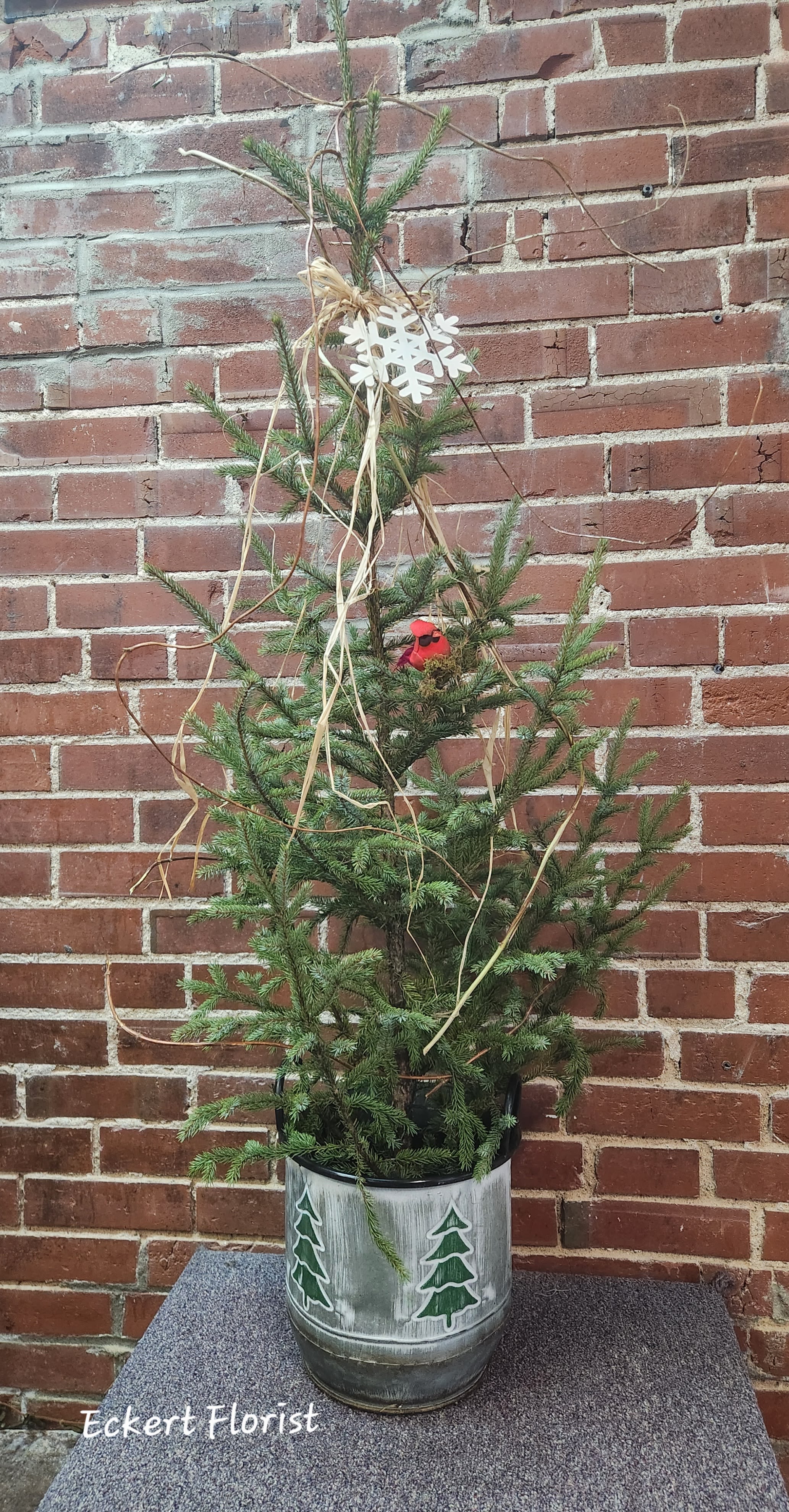 Eckert Florist's Country Tree *OUR  LOAL DELIVERY ONLY - This live cut spruce tree top embellished with branches, wooded snowflake topper, raffia and a cardinal bird arrives in a decorative tin pot perfect to welcome any guest to your home this season. Approx. 50&quot; Tall *Local delivery only
