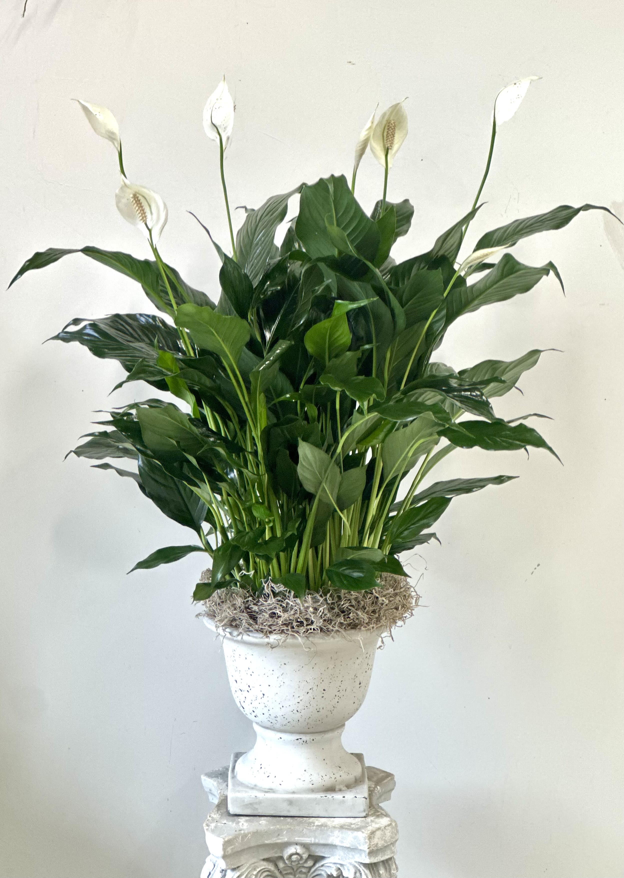 Spathiphyllum (Peace Lily)  - A graceful peace lily brings elegance to any room. This house plant is notably easy to care for, making it a long-lasting and a fitting gift for birthdays, sympathy, or just because.  