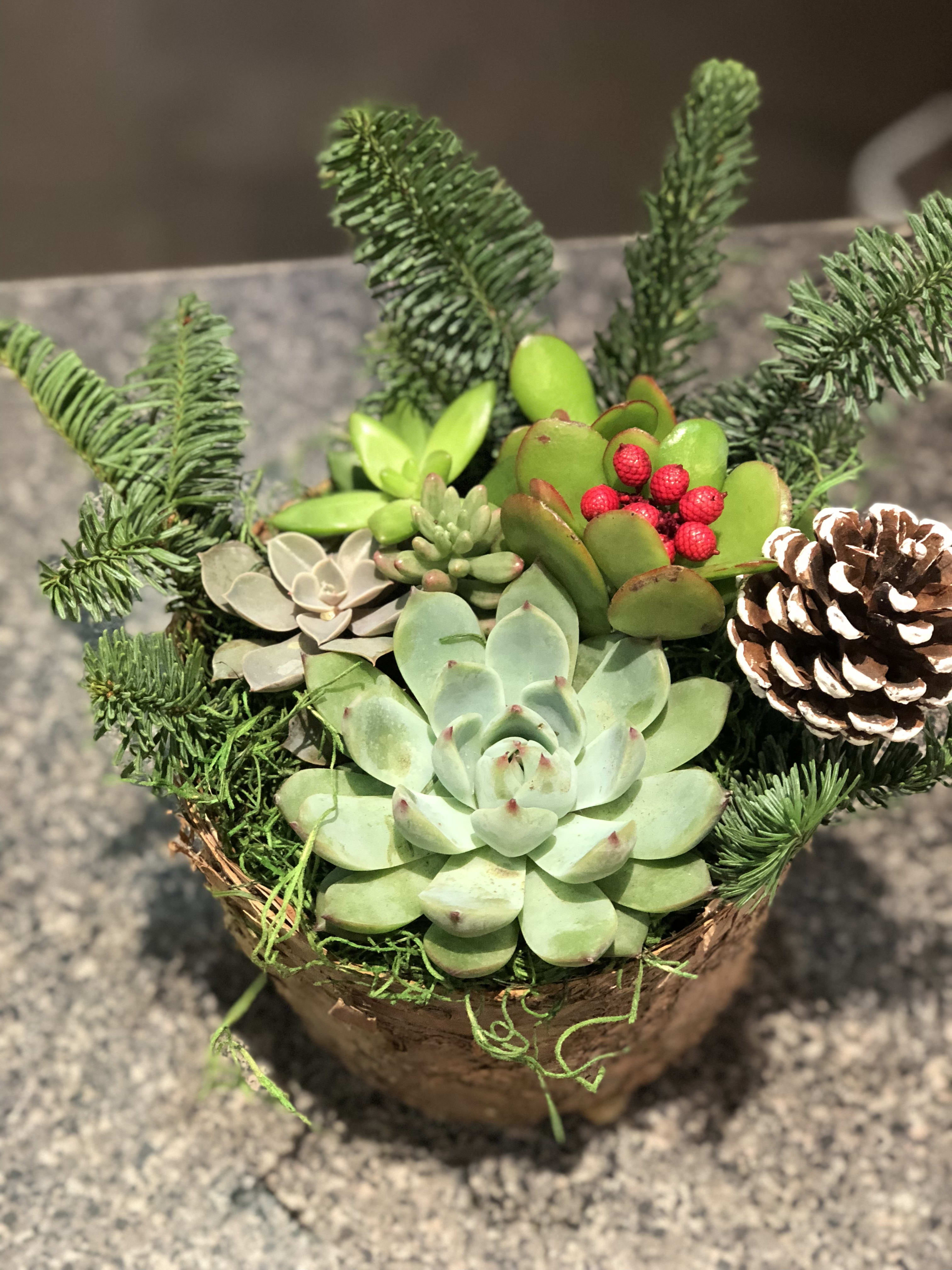 Tis the Season Succulent Garden - Spice up the usual Christmas Basket with this gem! We mix beautiful, living succulents in a rustic bark basket with cut evergreens, pinecones and berries.  It's a unique take on the typical holiday basket...plus it will continue to thrive long after the holiday season has passed. 