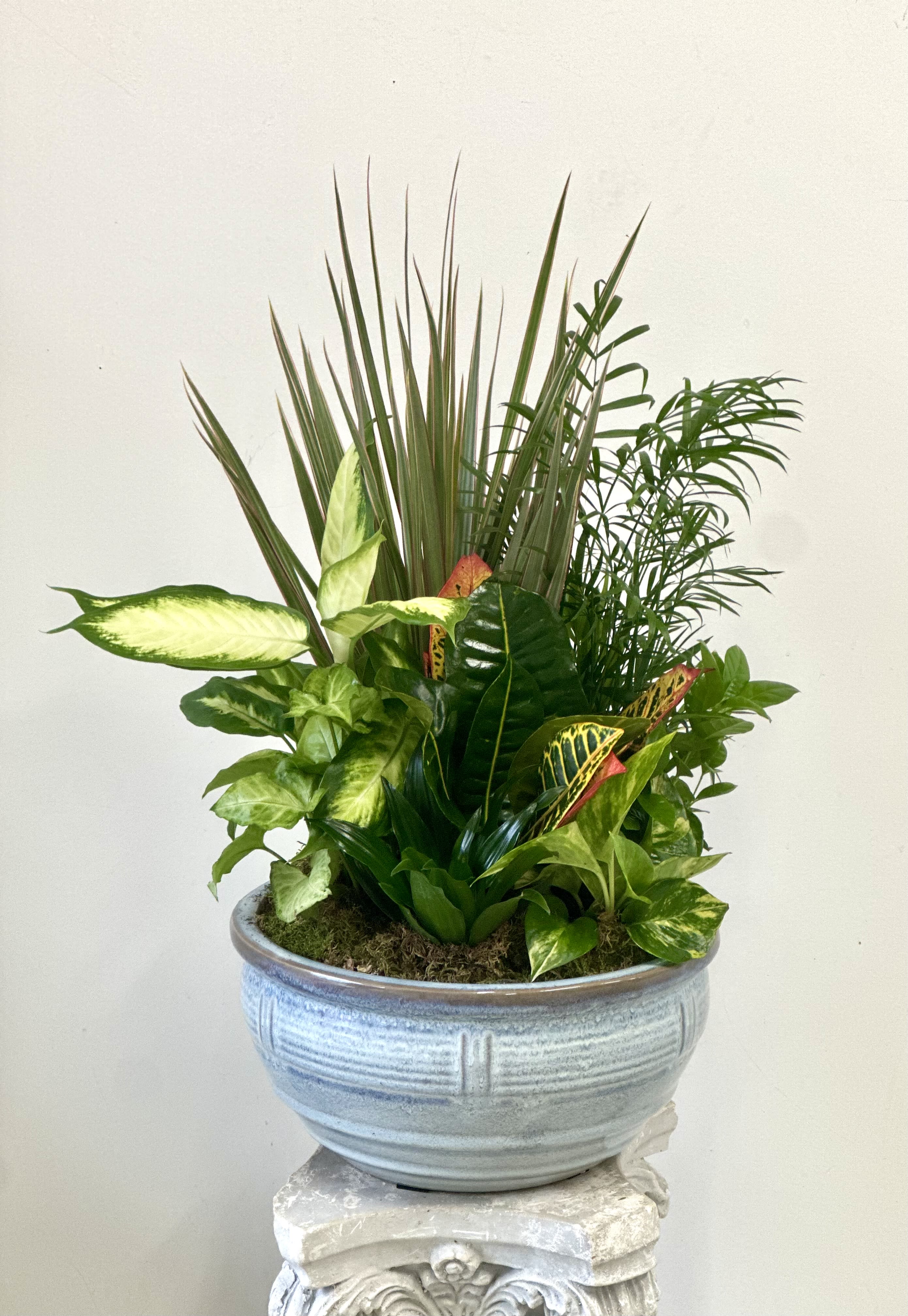 Dish Garden 12&quot;  by Westford Florist Art by Veny - Elevate the ambiance of your home or office with our stunning Dish Garden by Westford Florist Art by Veny. Carefully crafted to perfection, this botanical masterpiece features a delightful assortment of green plants housed in a chic 12-inch ceramic pot. Embrace the beauty of nature within your living space and create a serene atmosphere that exudes elegance. Whether placed on a tabletop or displayed as a centerpiece, this timeless arrangement is sure to enhance any room's decor. Please note that container colors and plant varieties may vary, ensuring each Dish Garden is unique and one-of-a-kind. Bring the outdoors in with style and grace by adding this exquisite piece from Westford Florist to your collection today!