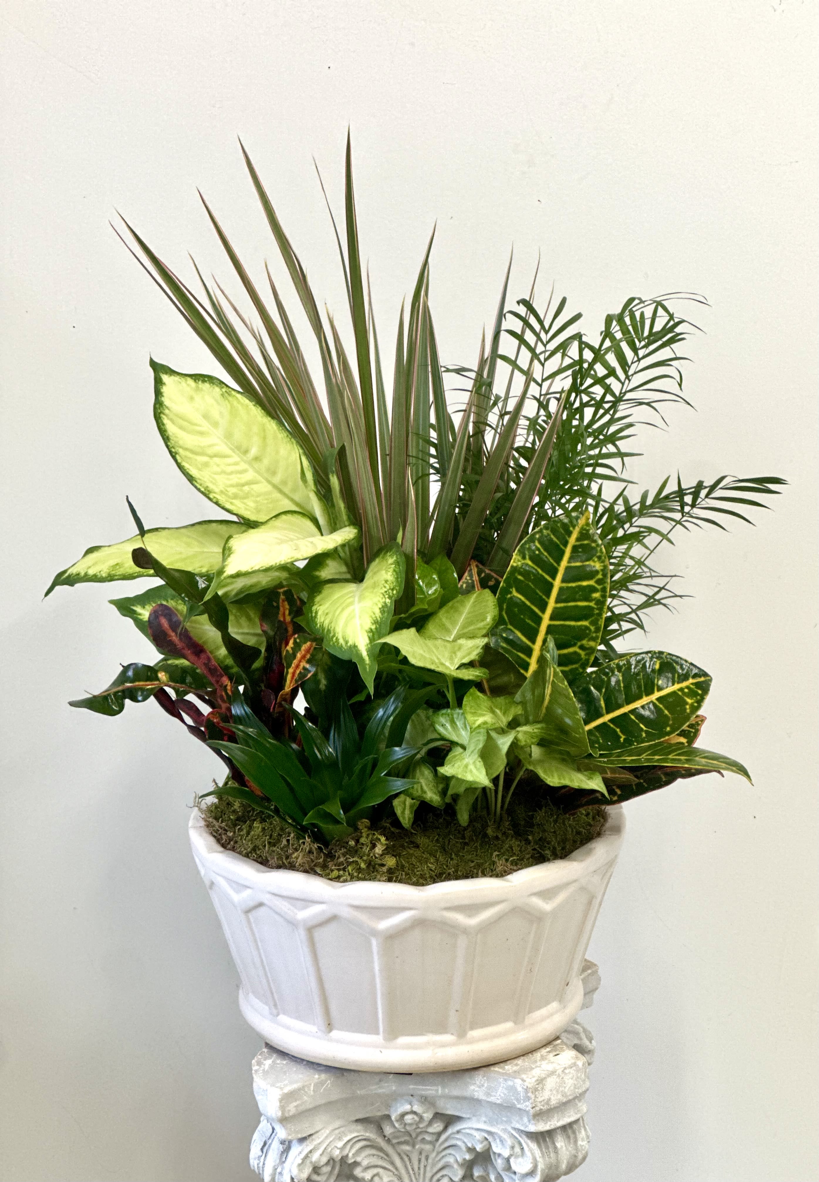 Dish Garden 12&quot; by Westford Florist - Elevate the ambiance of your home or office with our magnificent Dish Garden in a 12-inch ceramic pot. Crafted by Westford Florist, this stunning arrangement features a variety of vibrant green plants carefully arranged to create a harmonious and sophisticated look. With its elegant design and timeless beauty, this Dish Garden is sure to enhance any living space and bring a touch of nature indoors. Whether placed on a coffee table, desk, or shelf, this exquisite piece will add an air of elegance and charm to any room. Please note that container colors and plant selection may vary slightly but rest assured that each Dish Garden is curated with care and attention to detail. Experience the beauty of nature in your home with our luxurious Dish Garden from Westford Florist.