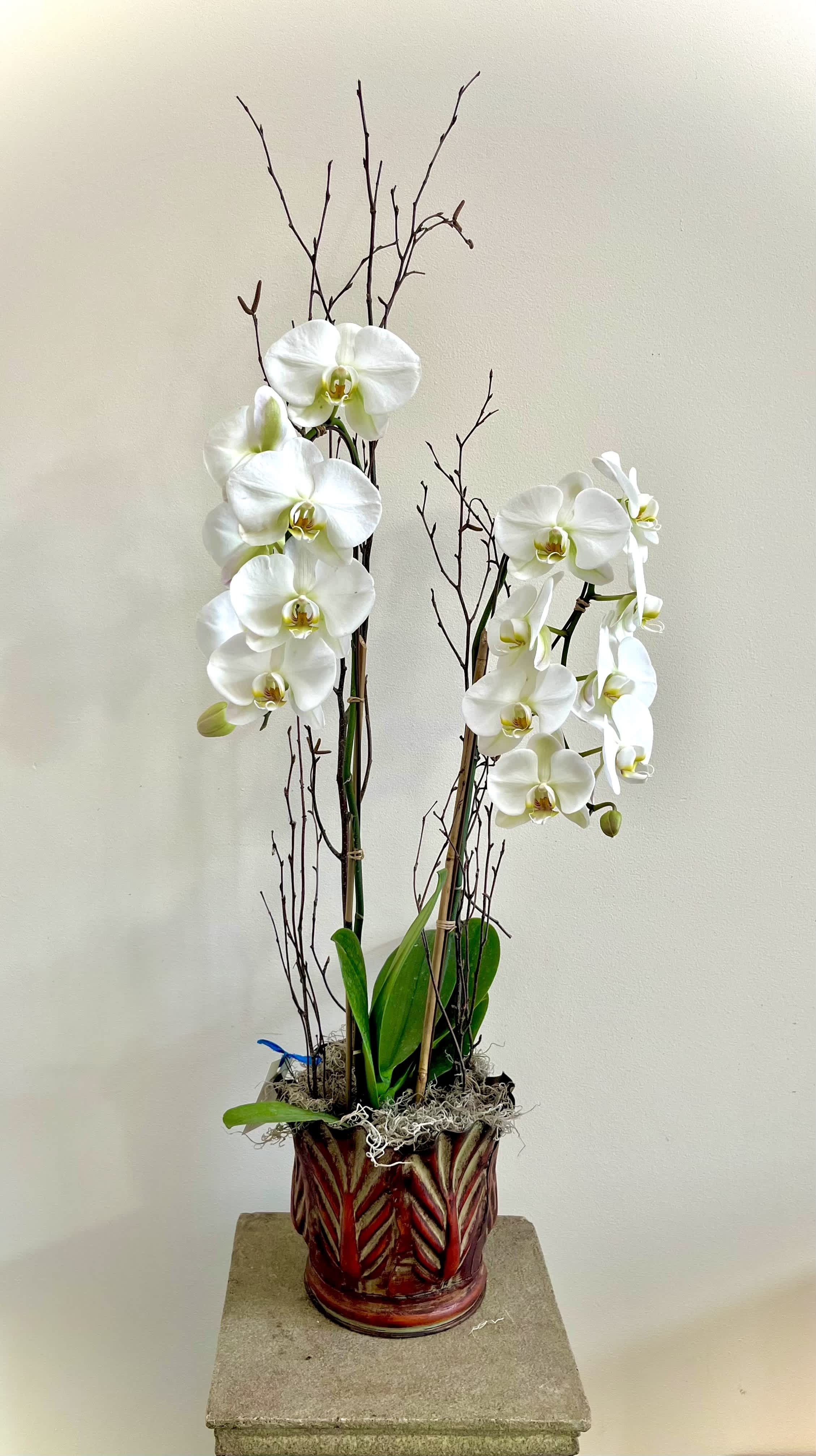 Magnificent Phalaenopsis Orchid Plant - The Magnificent Phalaenopsis Orchid Plant is a grand and impressive specimen of beauty. The Magnificent Phalaenopsis Orchid is a double spike orchid that stands approximately 33 inches tall with blooms that are 4 inches wide. 