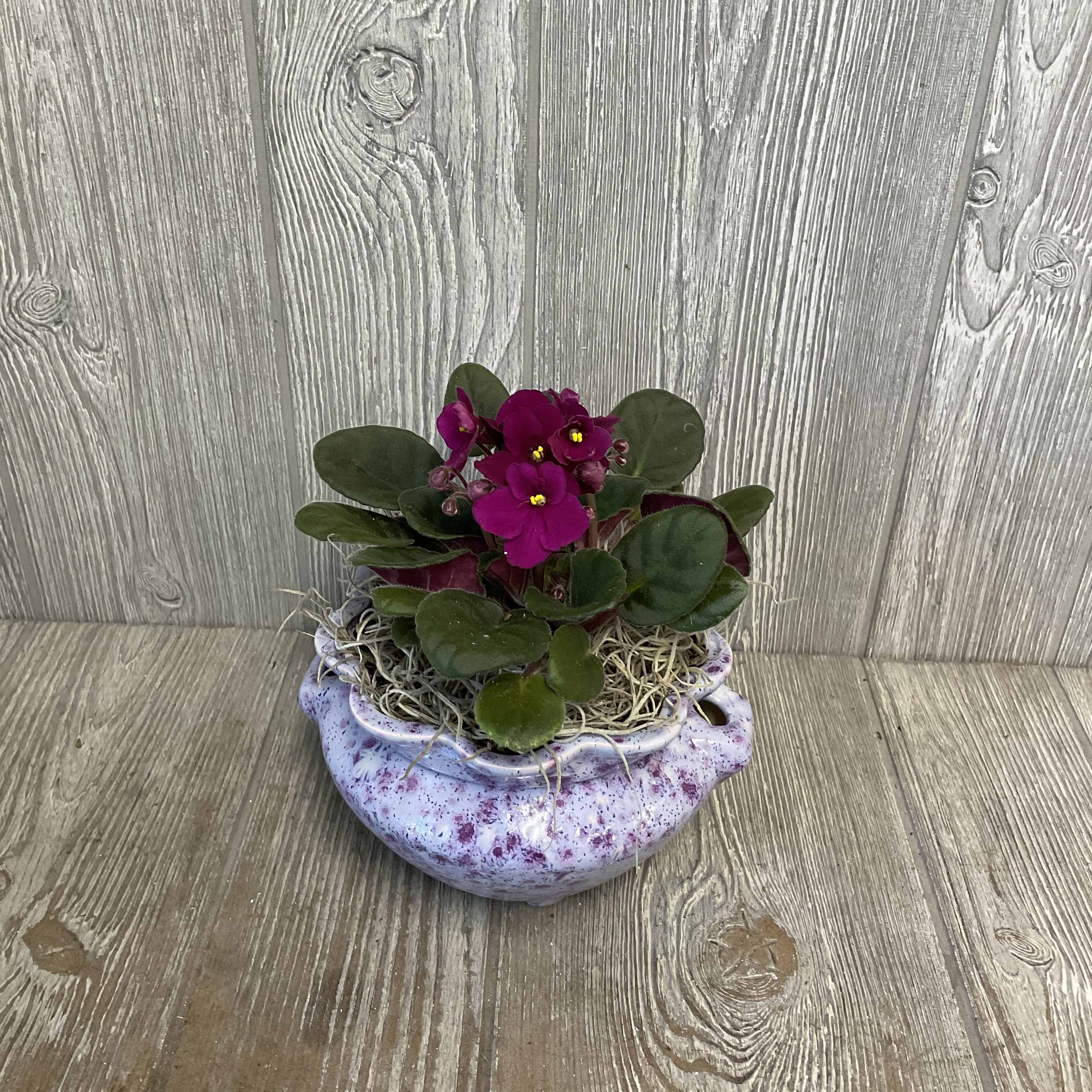 Potted African Violets - Assorted African violet plants in locally-made, self-watering, ceramic violet pots. The specialized pots are made of two pieces that sit inside one another, the bottom one being a water reservoir. The standard size is a single violet in the planter, and the deluxe size is three violets in a larger pot. Pot glaze and flower colors will vary.