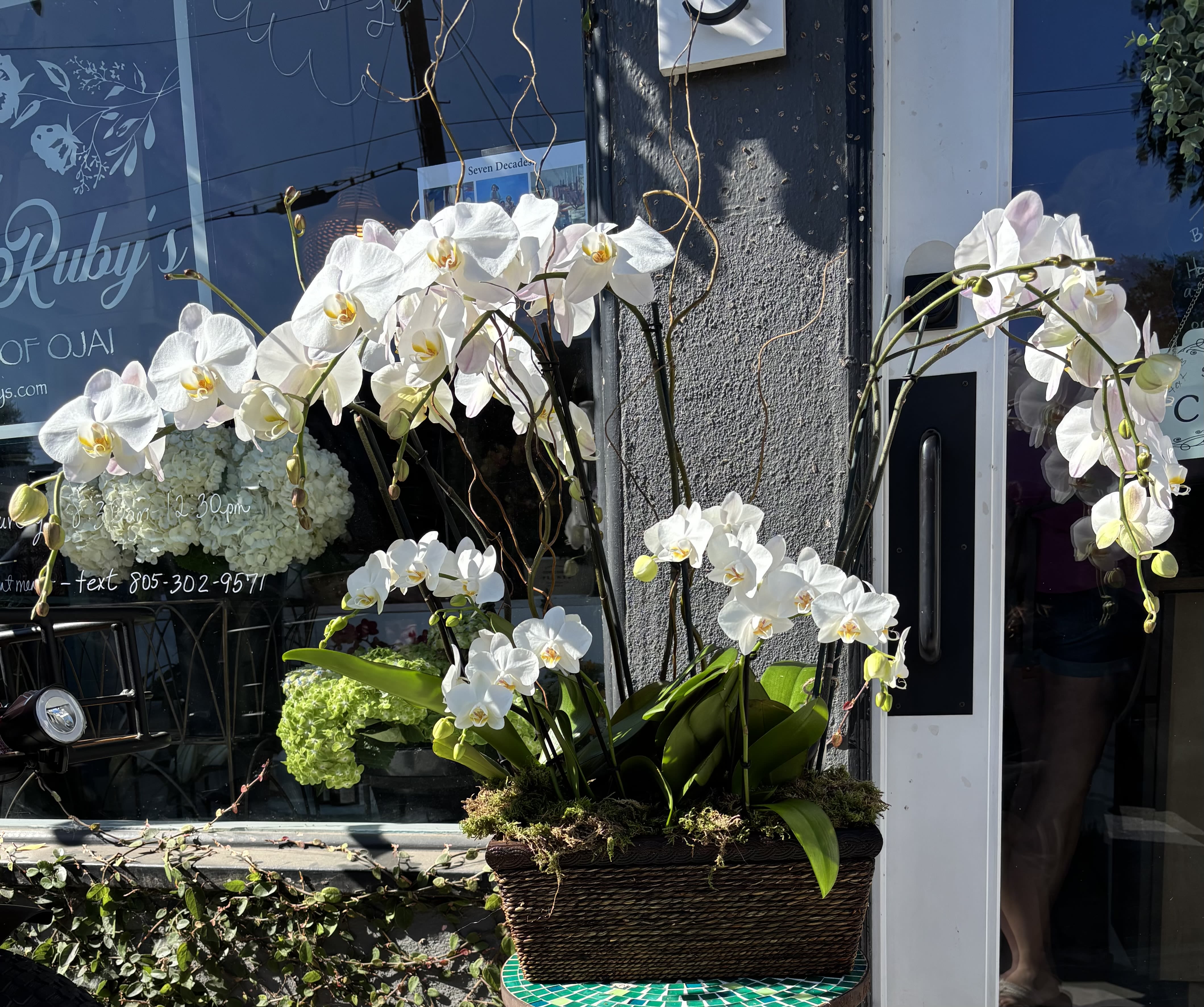 Petals of peace - Five Phalaenopsis orchid plants designed in a wicker basket with curly Willow and Moss 