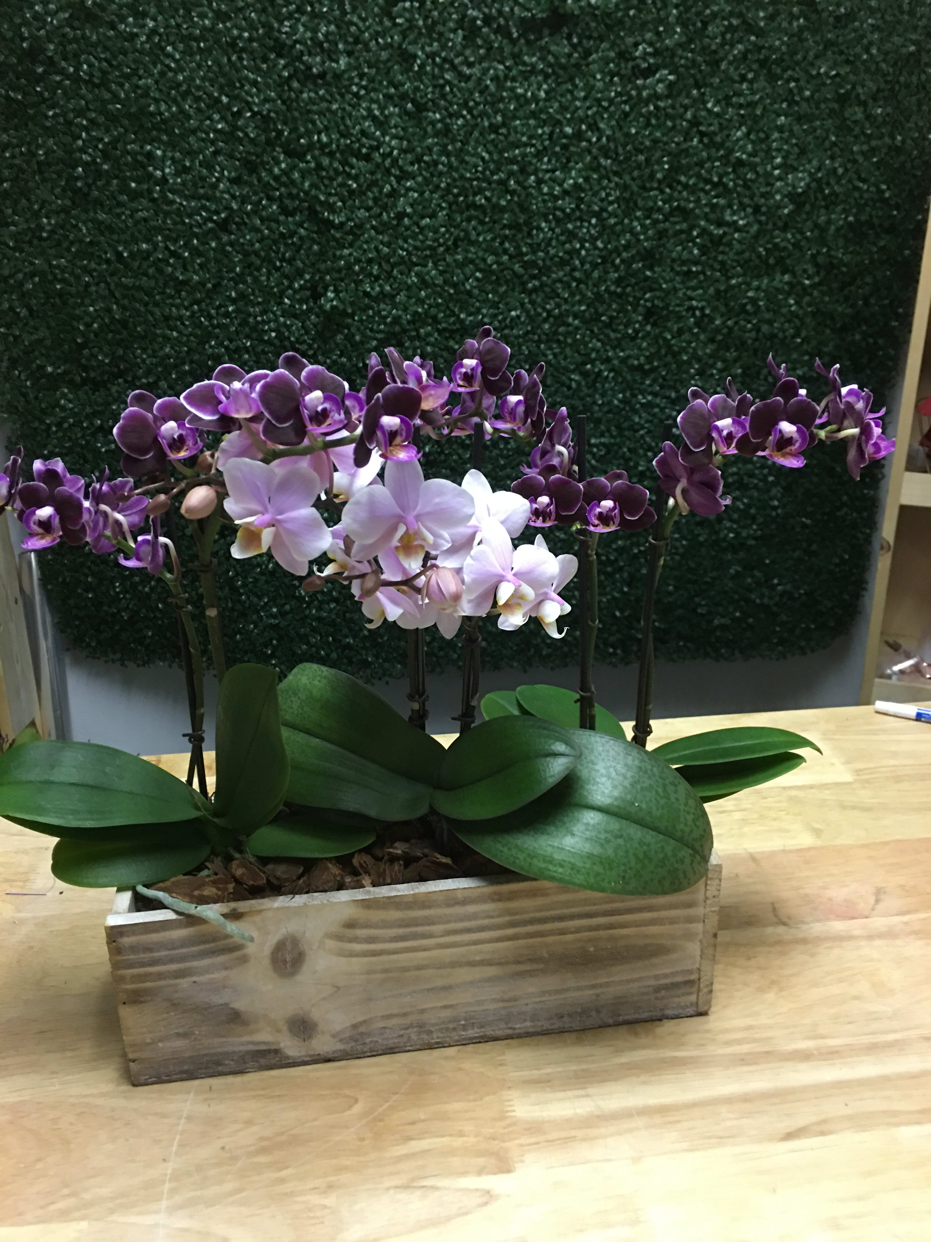 Orchids in a box - Orchids in a wooden box