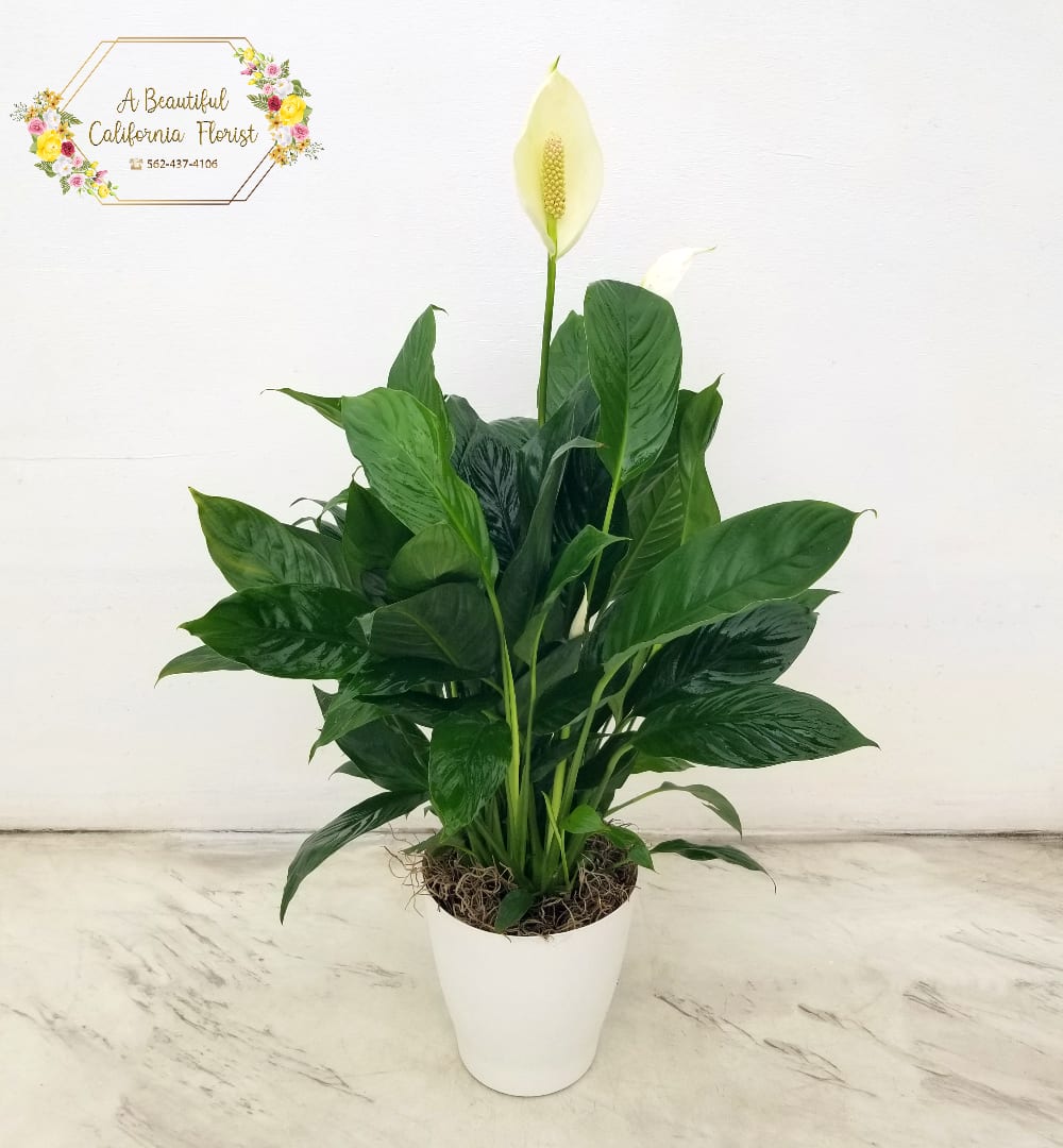 Peace Lily in Decorative Container - Plants from ABC Florist Long Beach CA - The Peace Lily in Decorative Container is a great choice for all occasions. Express your sympathies, send get well wishes, add some life to a new business opening or decorate the office with this lively plant. Lush dark green leaves make way for pure white blooms. These plants do get white blossoms but will not always arrive in bloom. We have 2 sizes to choose from, each in various decorative container.  STANDARD is in 6" container is approximately 20" high PREMIUM is in 8" container is approximately 36" high 