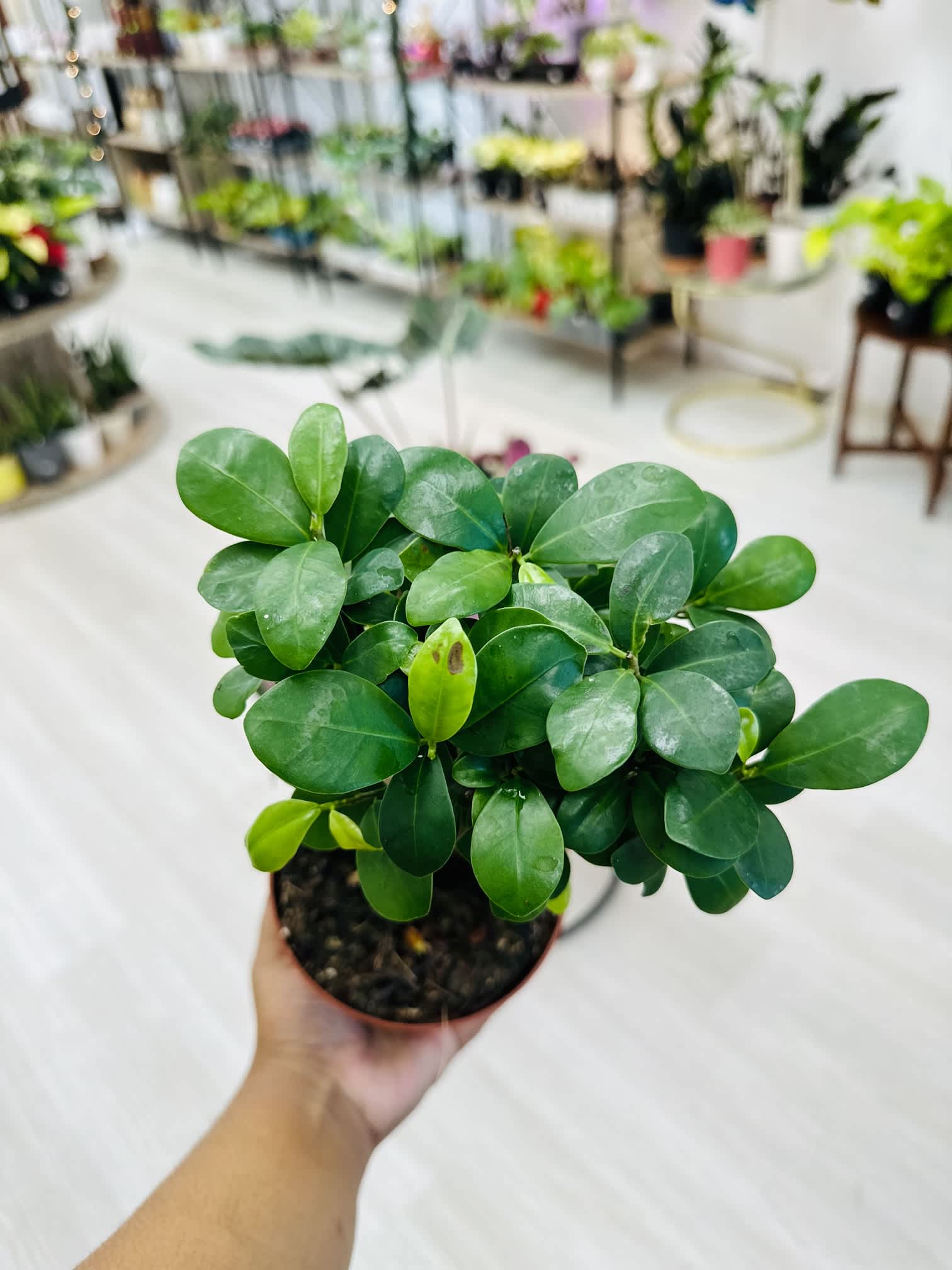 Ginseng Bonsai - Light: High light plants require full sunlight to assume their full potential, which means they need at least 6 hours of direct, bright light a day. The brightest spot in your home is the best place to put them. Water : Plants with medium or moderate water needs should be watered once or twice a week. They need moist soil throughout the growing season for optimum growth and flowering. Water these plants when the soil is dry to touch. Pet Friendly: yes