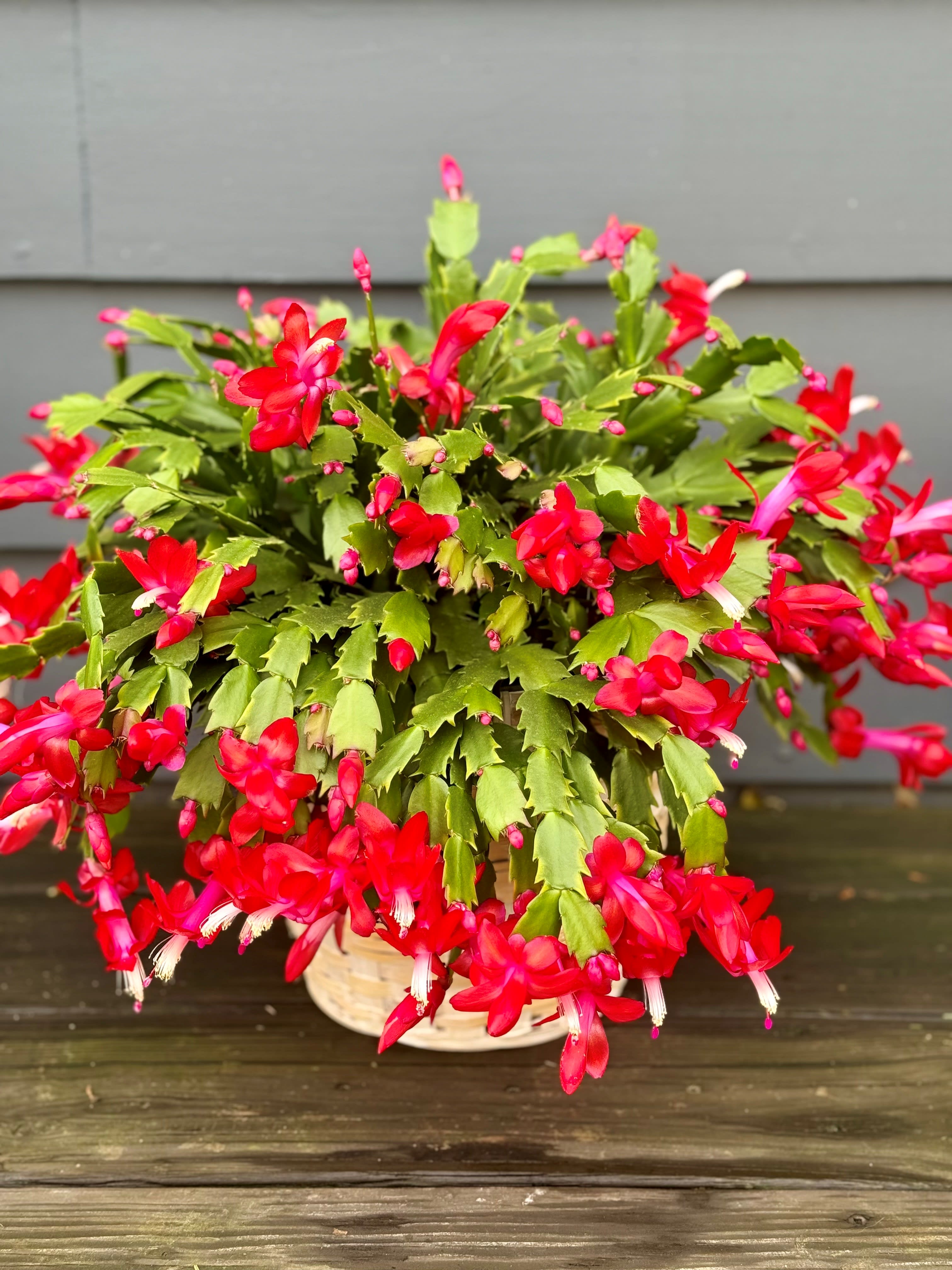Merry Christmas Cactus - A beautiful Christmas Cactus is delivered dressed in a decorative woven pot cover. Avg pot size is 8&quot; ***Color of bloom may vary depending on inventory