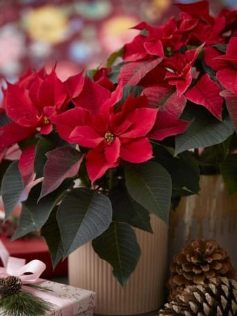 Luxury Holiday Poinsettia  - This is not your ordinary poinsettia!  We create a luxurious planter full of the seasons most wonderfully grown poinsettias!  