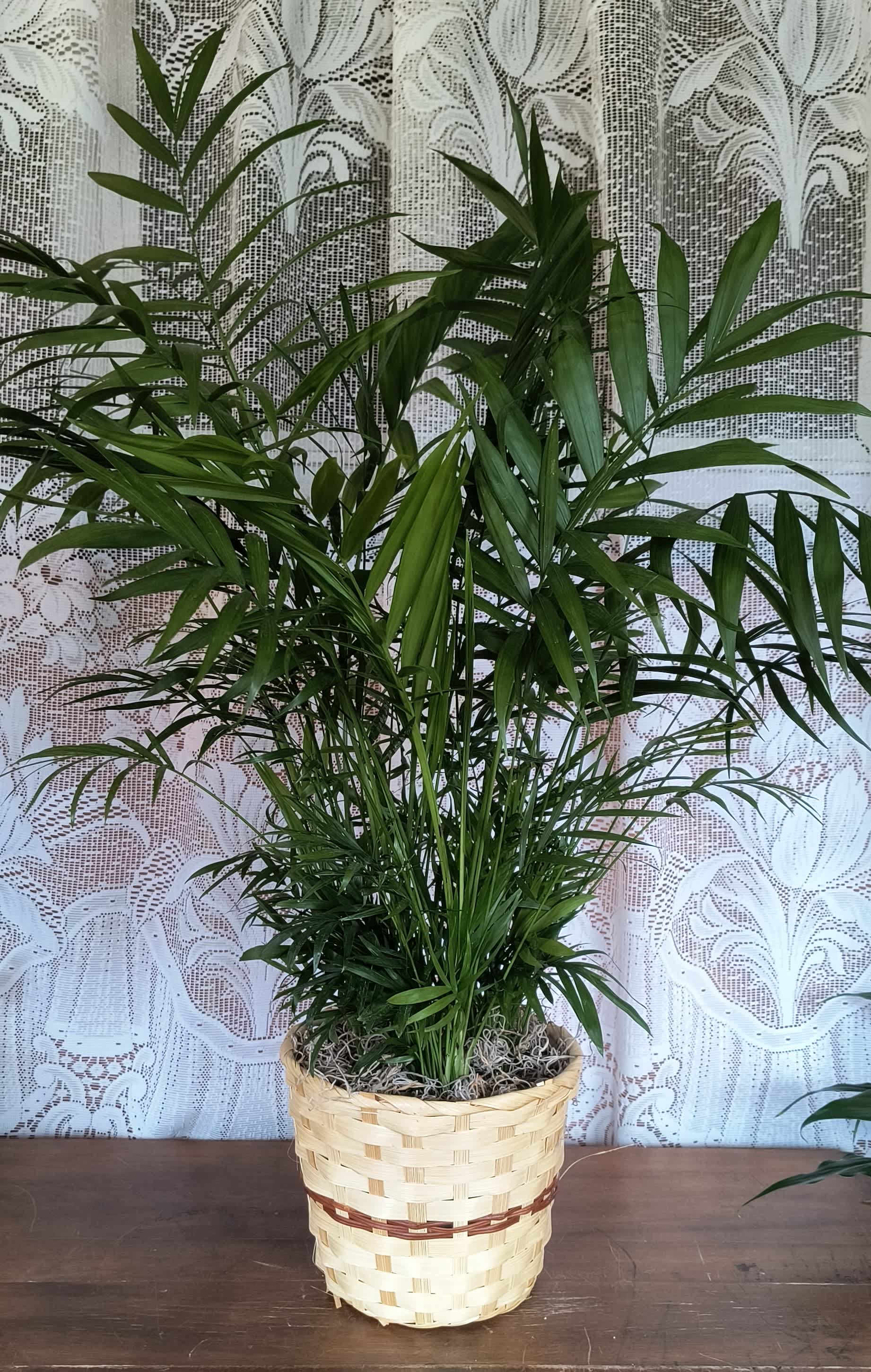 Medium Peaceful Palm - This lush Neantha Bella Palm or Parlor Palm not only brings natural beauty to any space, but it also helps clean the air!