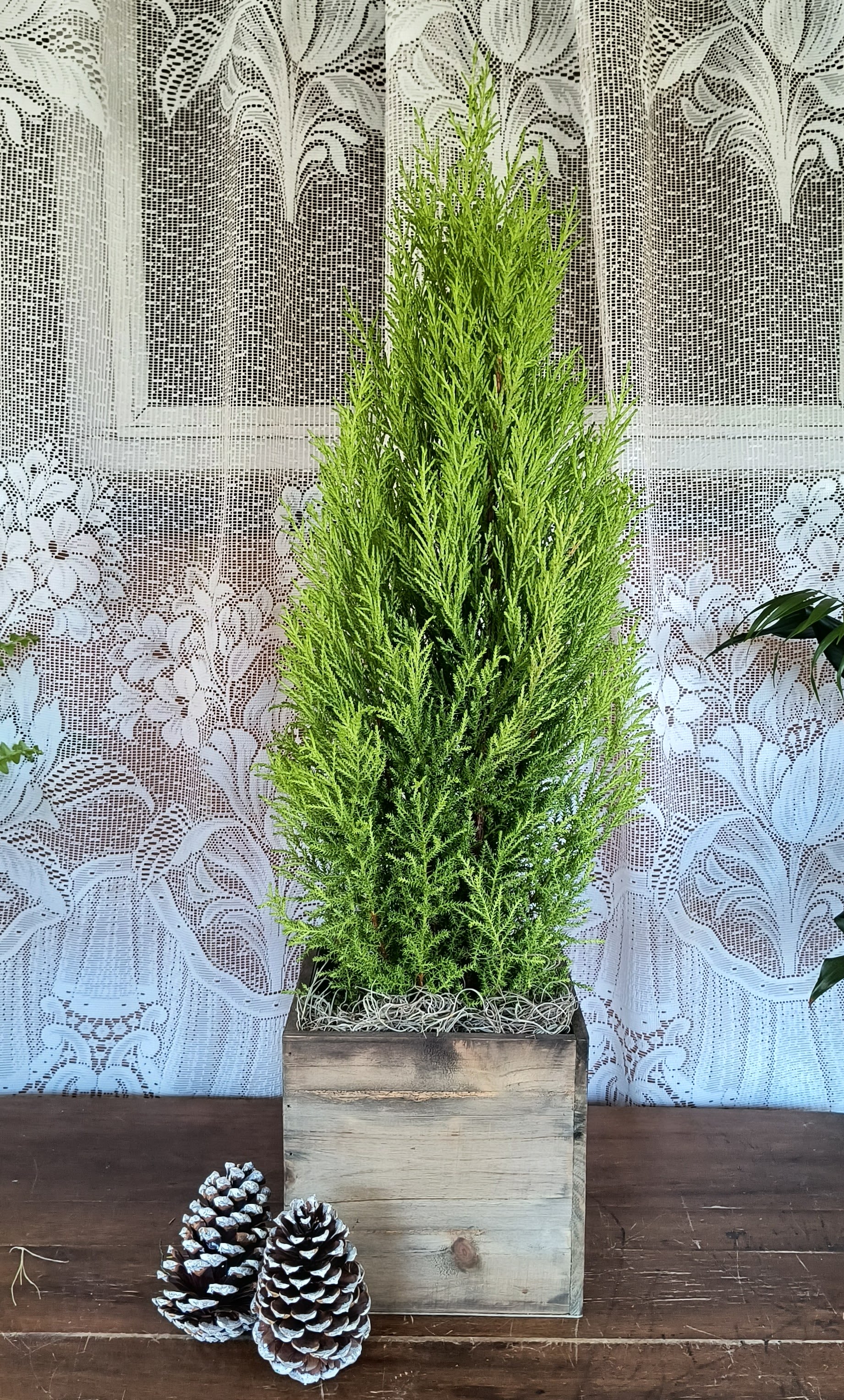 Medium Goldcrest Cypress  - Wonderful the scent of this cypress' foliage...Lemon fragrance fills the air. (medium, 6&quot; pot)