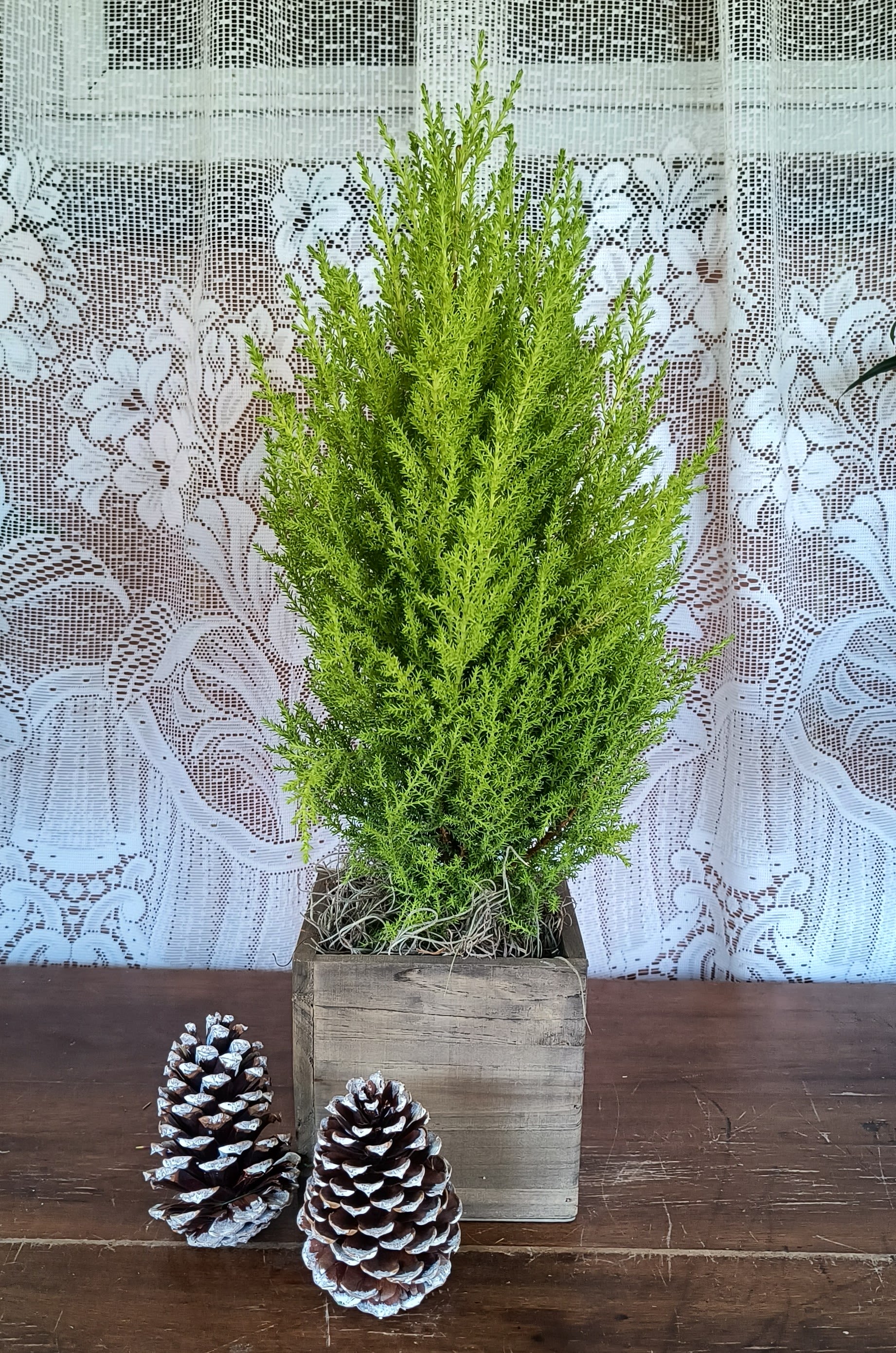 Small Goldcrest Cypress  - Wonderful the scent of this cypress' foliage...Lemon fragrance fills the air. (small 4.5&quot; pot)