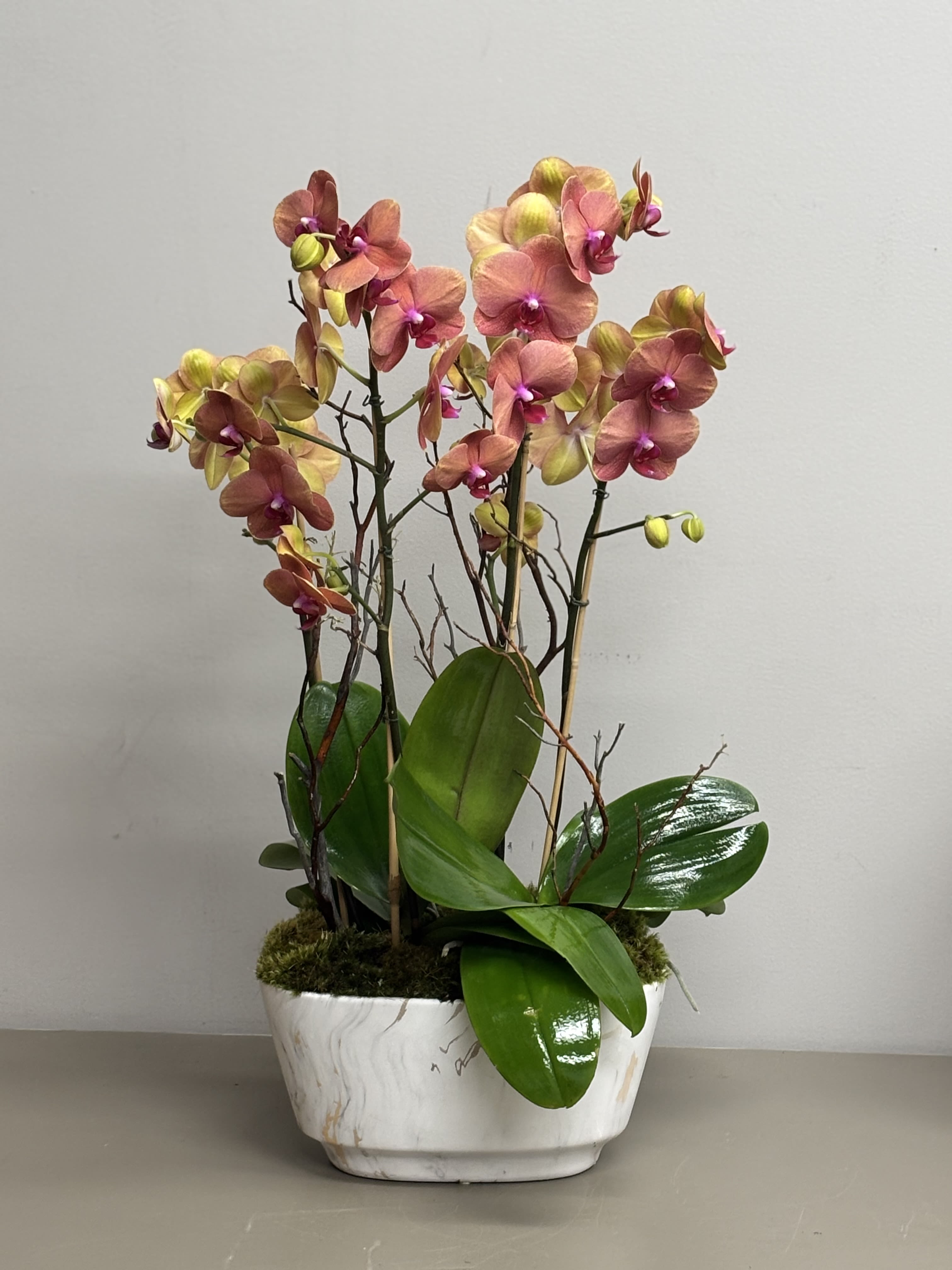 Fall Orchids - 2 Beautiful Fall color Phal. Orchid plants arranged in an oval ceramic container with moss and branches.