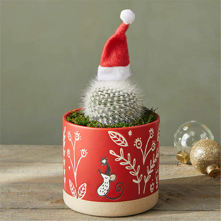 Santa Cactus - Our Santa Cactus is sure to win the hearts of all this holiday season. With a teenie, tiny, felt Santa hat atop the spiked cactus, this plant is the fun and festive gift you have been searching for.