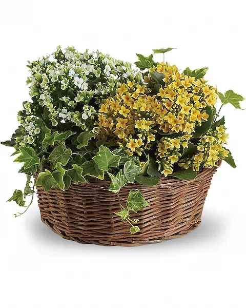 Basket of Joy - Whether celebrating the arrival of a bundle of joy, a new job, a new house or anything else that makes life brighter, this is the perfect basket of joy! Ultra-big on beauty and ultra-low on maintenance, it's a simply beautiful gift. Two ivy plants along with white and yellow kalanchoe fill a charming round basket. Could it be any easier to deliver joy?