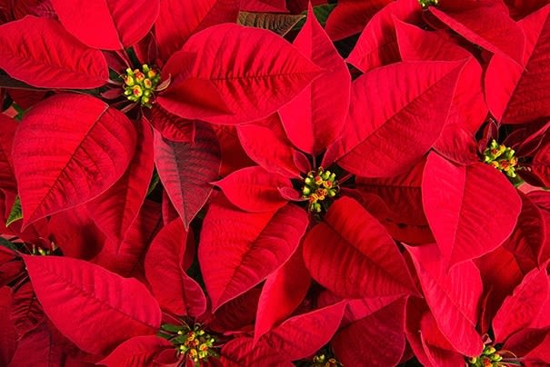Lush Poinsettia  - The quintessential holiday blooming plant, adorned with pine and birch branches. This classic gift is sure to please and is available in a 10&quot; pot, with red or white blooms.  Available for delivery from November 25th through the Holiday Season. 