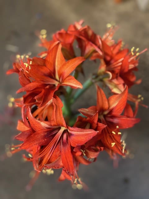 Amaryllis - A combination of Roses and Carnations