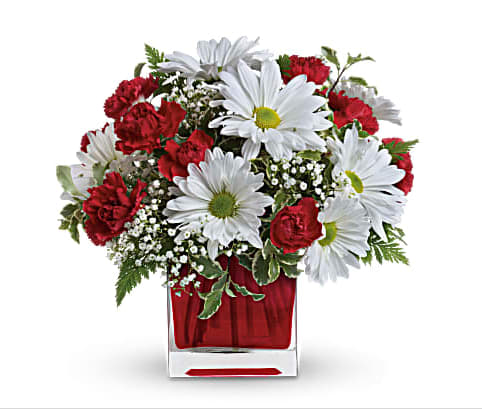 Red And White Delight by Teleflora - This simply sweet bouquet is delicately arranged in our ruby red glass cube. It's a gift that she will always remember! Includes miniature red carnations and white daisy chrysanthemums, accented with fresh greenery. Delivered in Teleflora's glass Cube. Orientation: All-Around