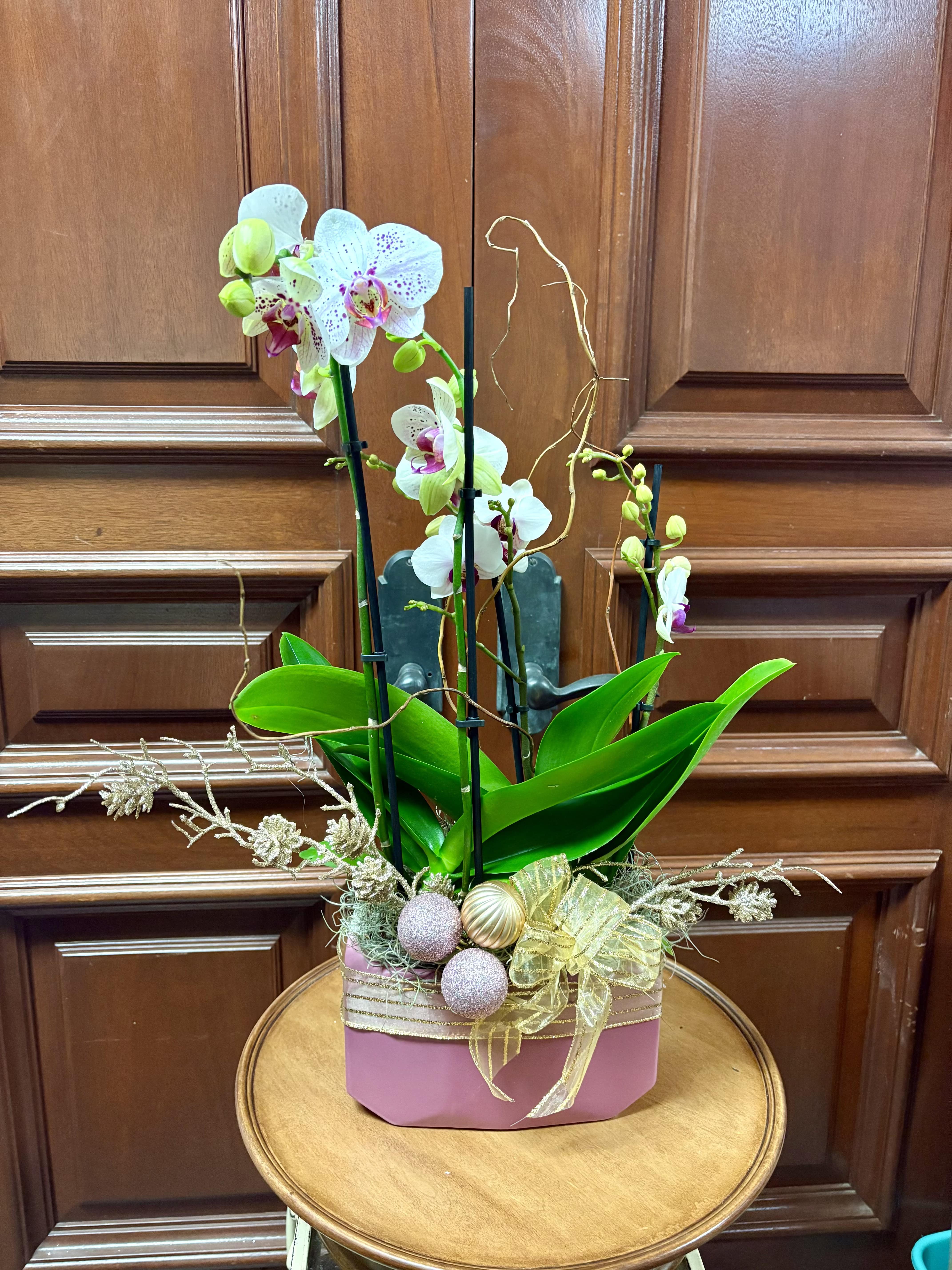 Seasonal Holiday Double Phalaenopsis Orchid Plant - 2 Double Small Phalaenopsis Orchid Plant with Christmas ornaments and glitter branches in a pink, modern pot.