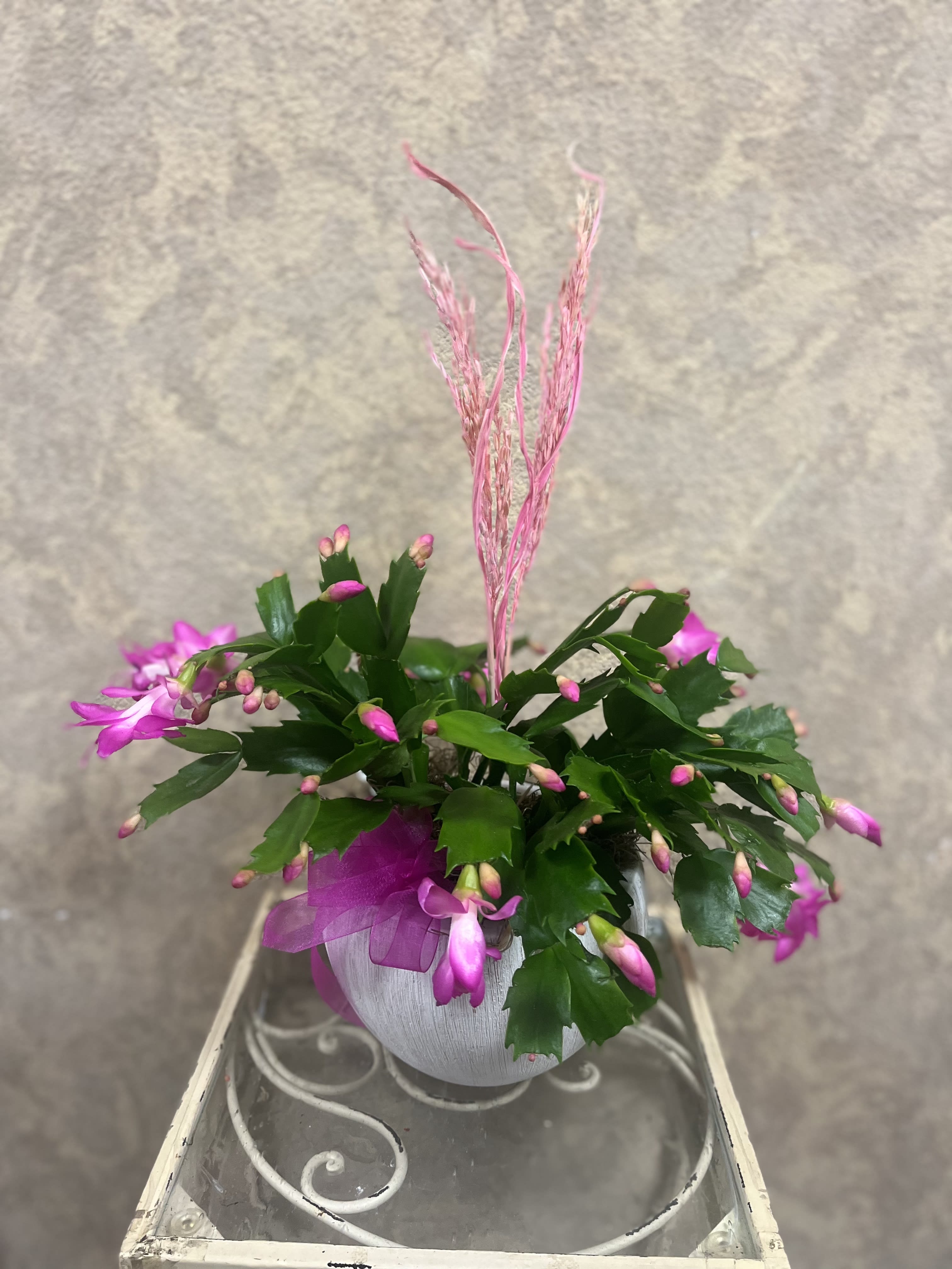 Schlumbergera Truncata Holiday Cactus Plant  - Blooming Pink Schlumbergera Holiday Cactus Plant in a white pot with pink ribbon.  Care instructions: Christmas cactus needs watering every two to three weeks. To check if your plant is dry enough for watering, insert your finger two to three inches beneath the surface of the soil. If the soil is dry for those inches, then it is time to water your Schlumbergera.  Place your plant into the shower, sink, or outside on a patio, soak the plant with water letting the water run out of the drainage holes. Once thoroughly wet, let the plant drain for about 15 to 30 minutes before bringing it back inside. When bringing your plant back inside, leave it on a tray or plate to catch any remaining leakage. By watering your plant using the soak and dry method, your plant will be in optimal conditions for the next few weeks waiting for the next watering.  Ensure not to overwater or let your Christmas cactus sit in water for too long. The drainage holes will allow excess water to escape but empty the water that drains into the plate as needed. Allowing your cacti to sit in water will lead your cacti to be susceptible to root rot and mealy bugs. Schlumbergera prefers indirect sunlight and needs extended darkness. Direct sunlight on these flowering plants, especially if during the peak of the day, will cause severe burns and damage your beloved indoor plant. No matter the blooming season, Holiday cacti prefer an average of 14-hour darkness periods per day.