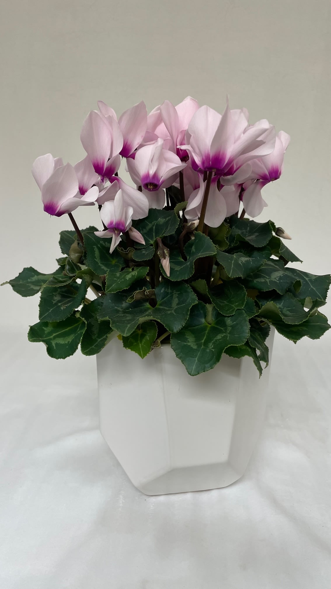 Cyclamen - Cyclamen are an elegant indoor blooming plants, with delicate(sometimes fragrant) blossoms floating above the greenery 