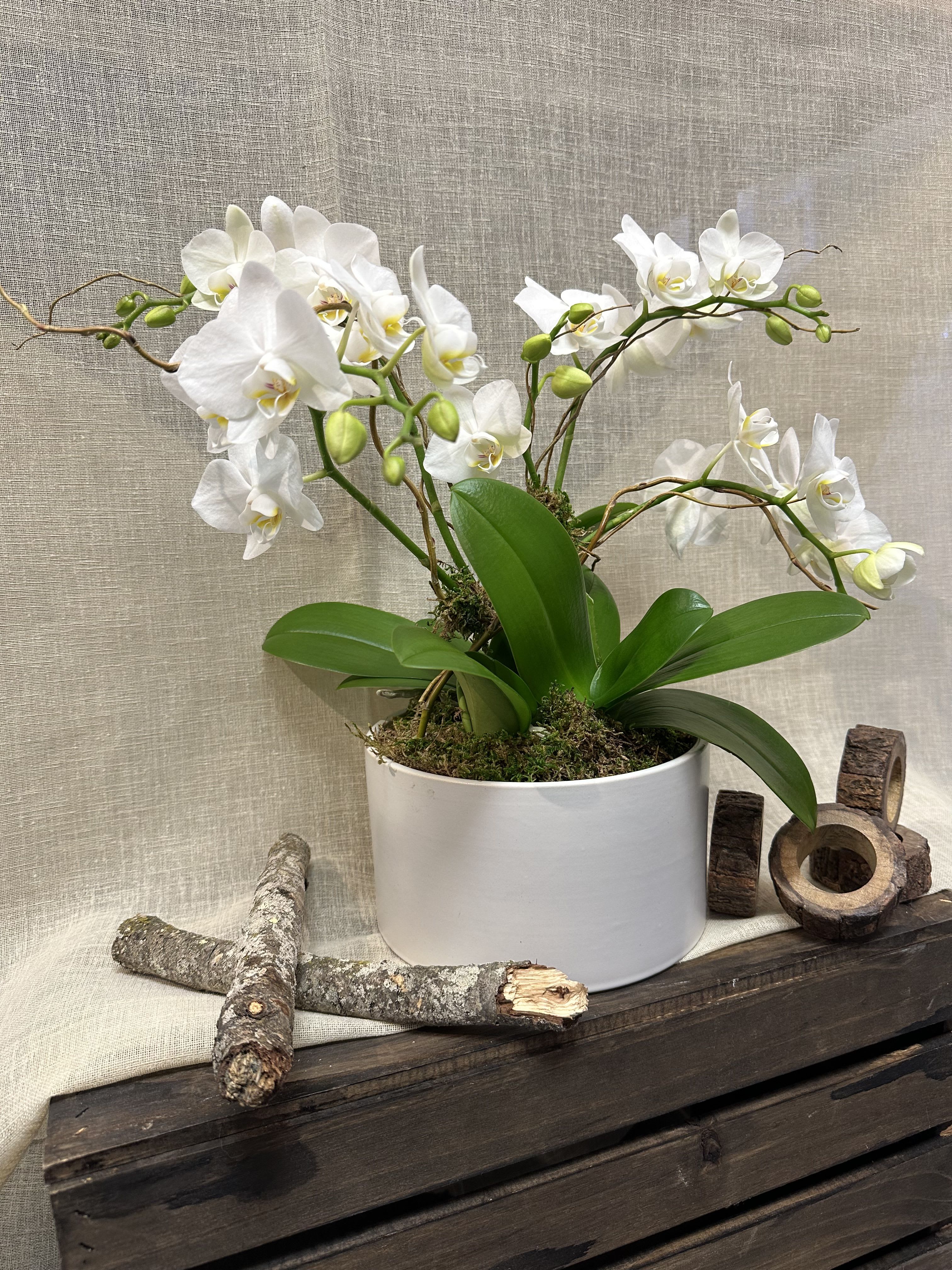Mini Orchid white  - 3 beautiful mini orchids in a low white vase decorated with curly willow and a touch of care with fresh green moss