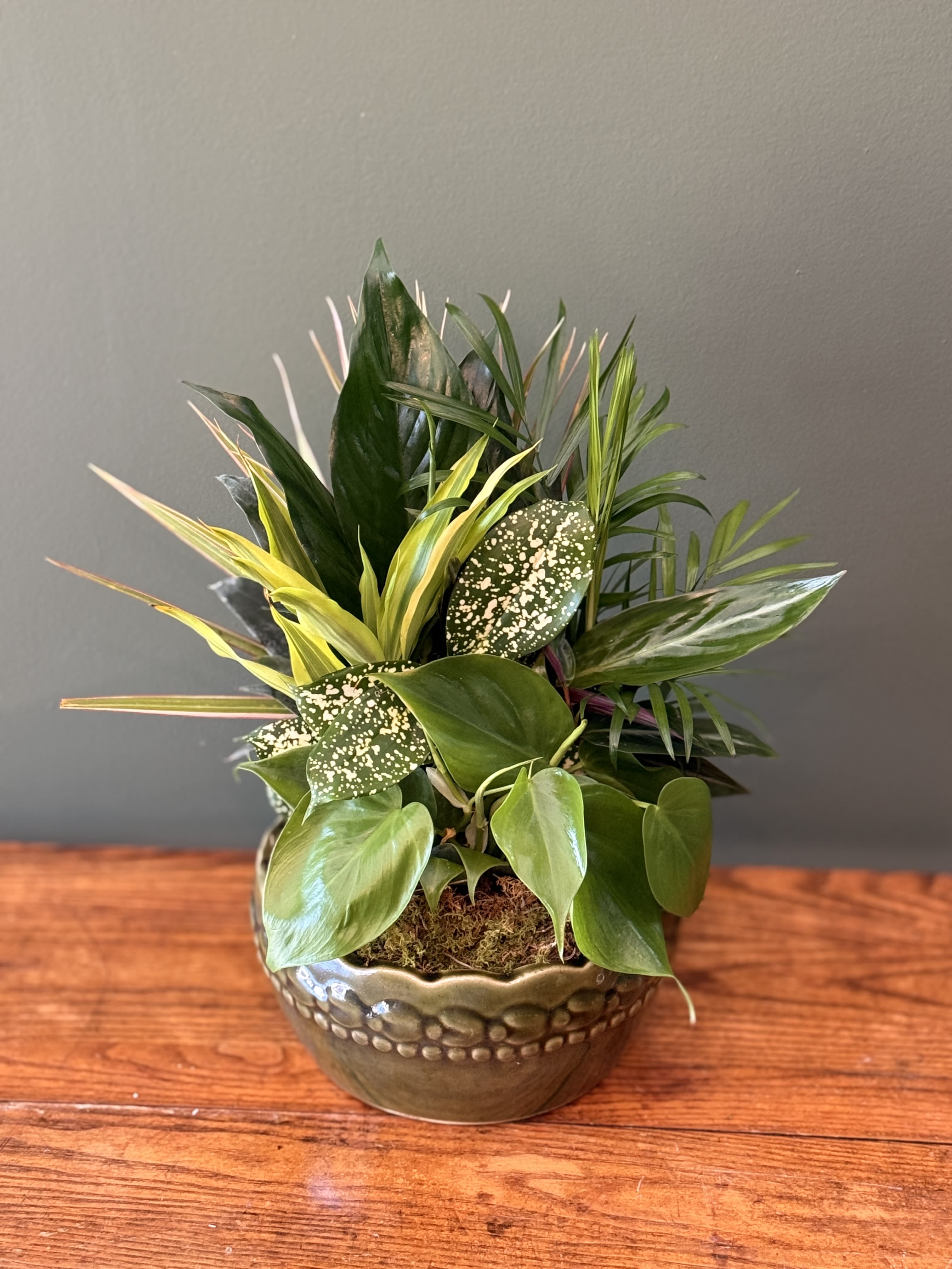 Classic Dish Garden - Small - 8&quot; dish garden with assorted plants in a ceramic planter. 