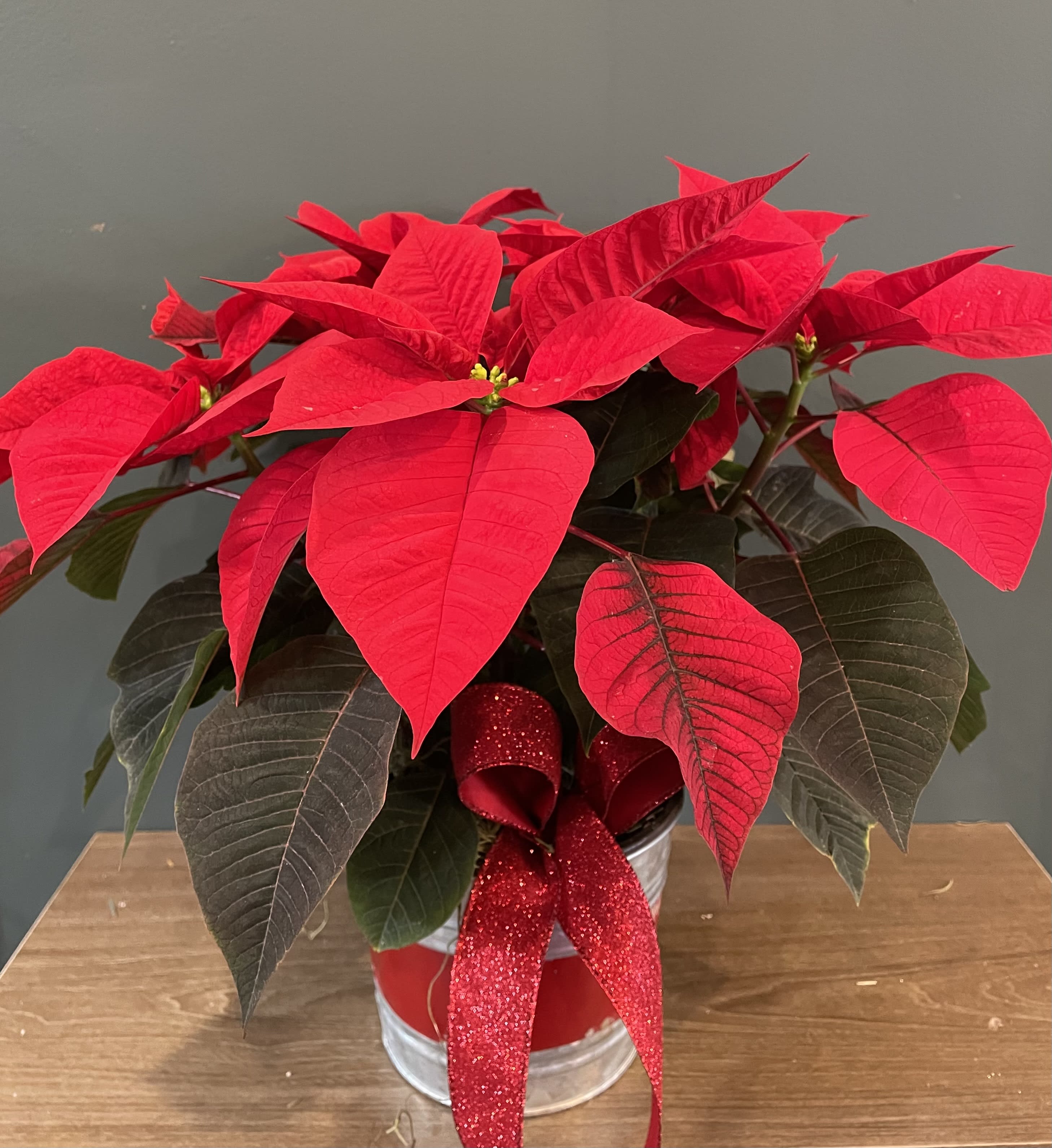 6&quot; Red Poinsettia - Gerten's Grown - The traditional holiday blooming plant, a Christmas Poinsettia with its dark leaves and deep red flowers, is set in a holiday container to create the perfect gift for family and friends. Pot size is approximately 6-inches in diameter.