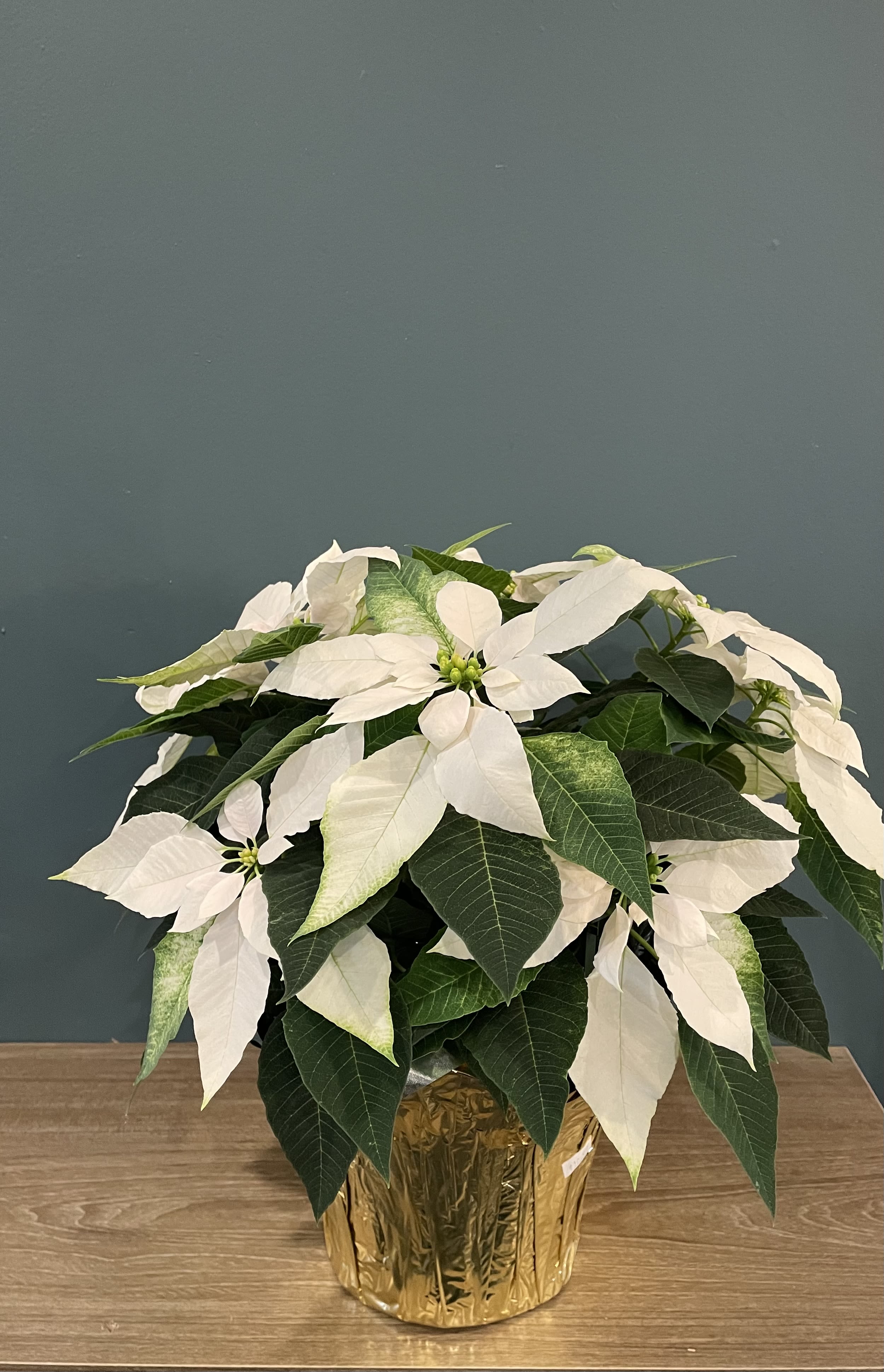6&quot; White Poinsettia - Gerten's Grown - A traditional sized poinsettia to send to the home for the holidays. Pot diameter 6&quot;. 