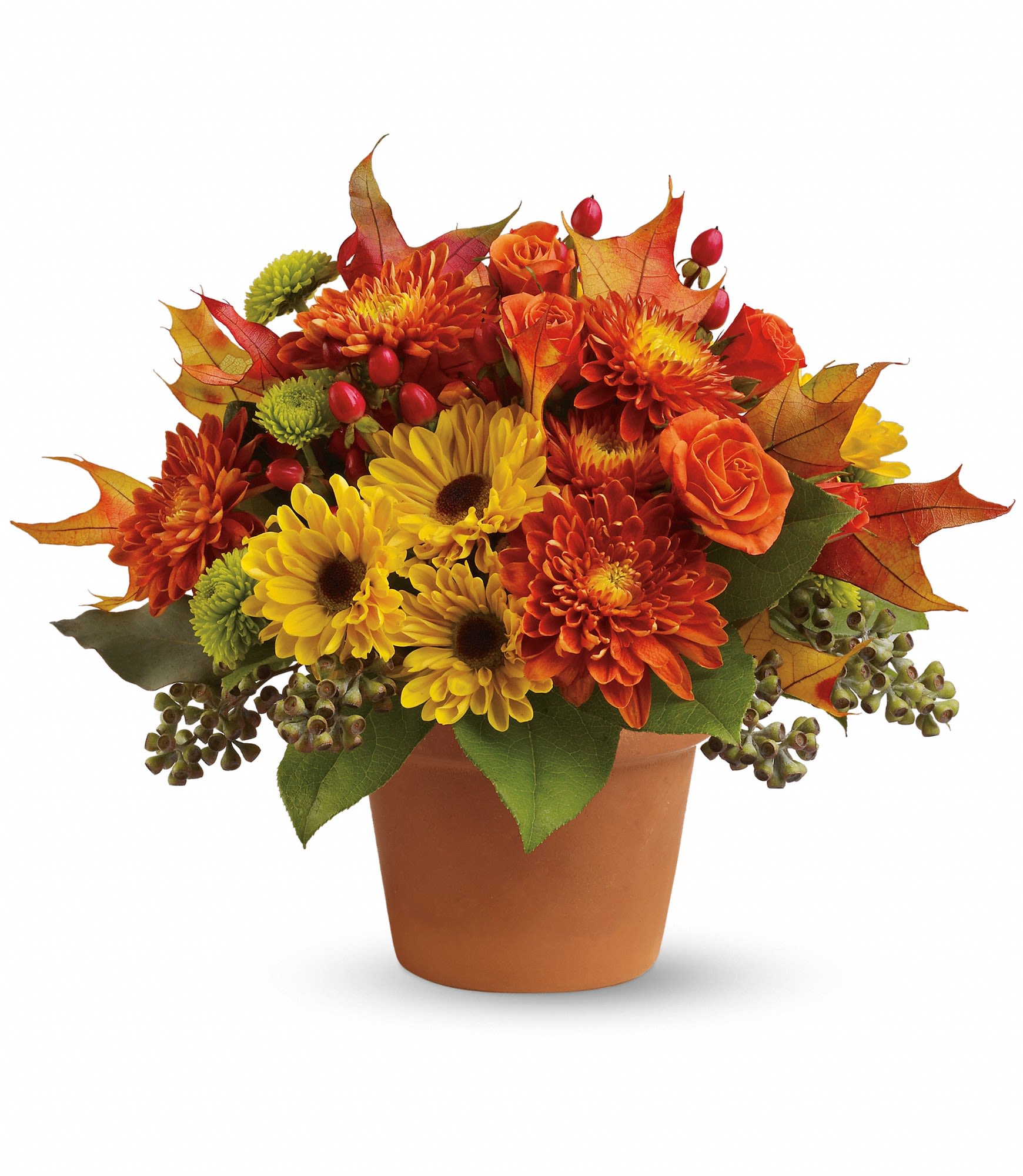 Sugar Maples - Orange spray roses, yellow viking spray chrysanthemums, bronze cushion spray chrysanthemums, green button spray chrysanthemums, red hypericum, seeded eucalyptus, fall leaves and salal are arranged in a terra-cotta pot.  T12Z100A