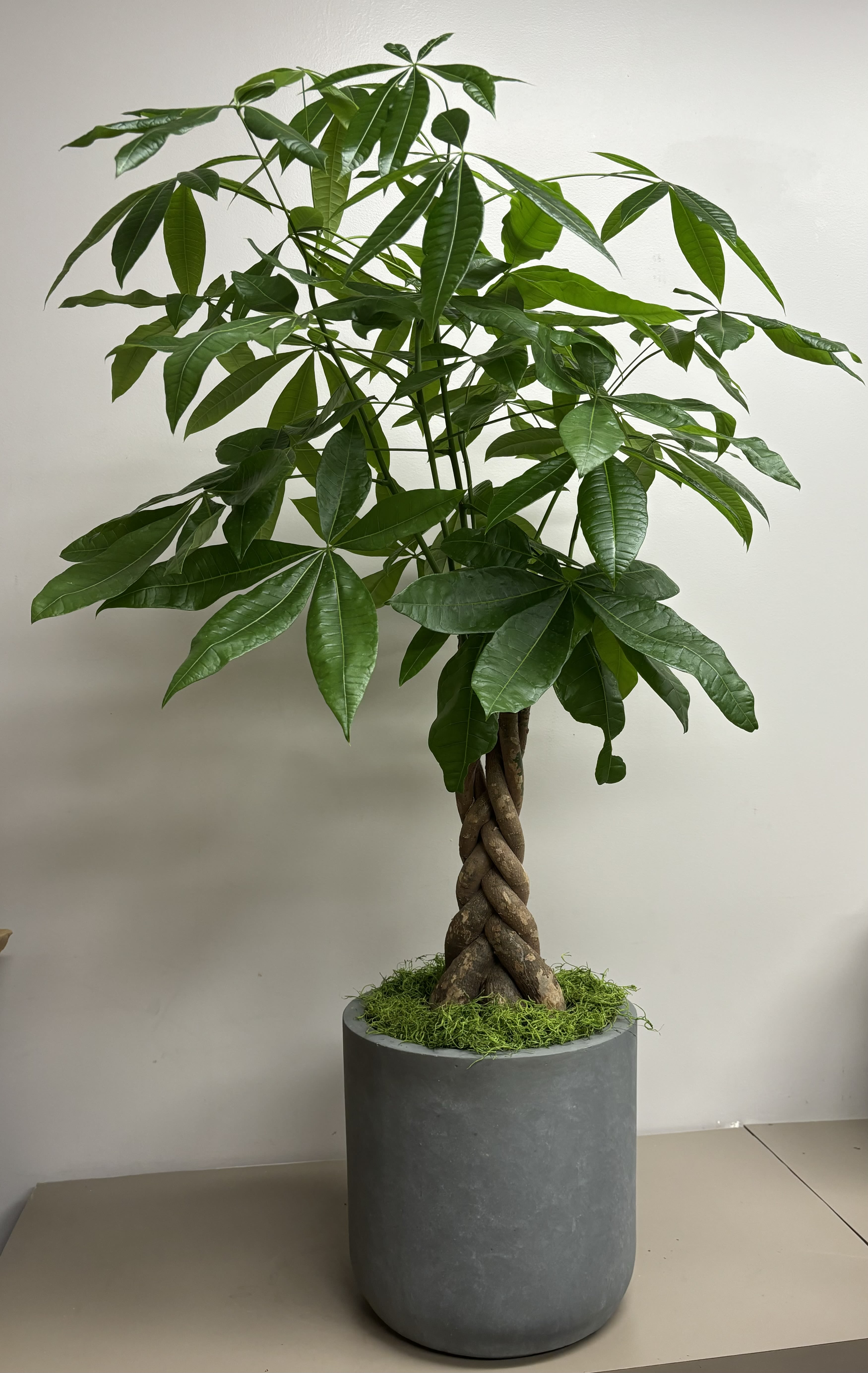 Large Money Tree - Beautiful large Money Tree in ceramic container. Overall height approx. 36 inches. 12&quot; plant size