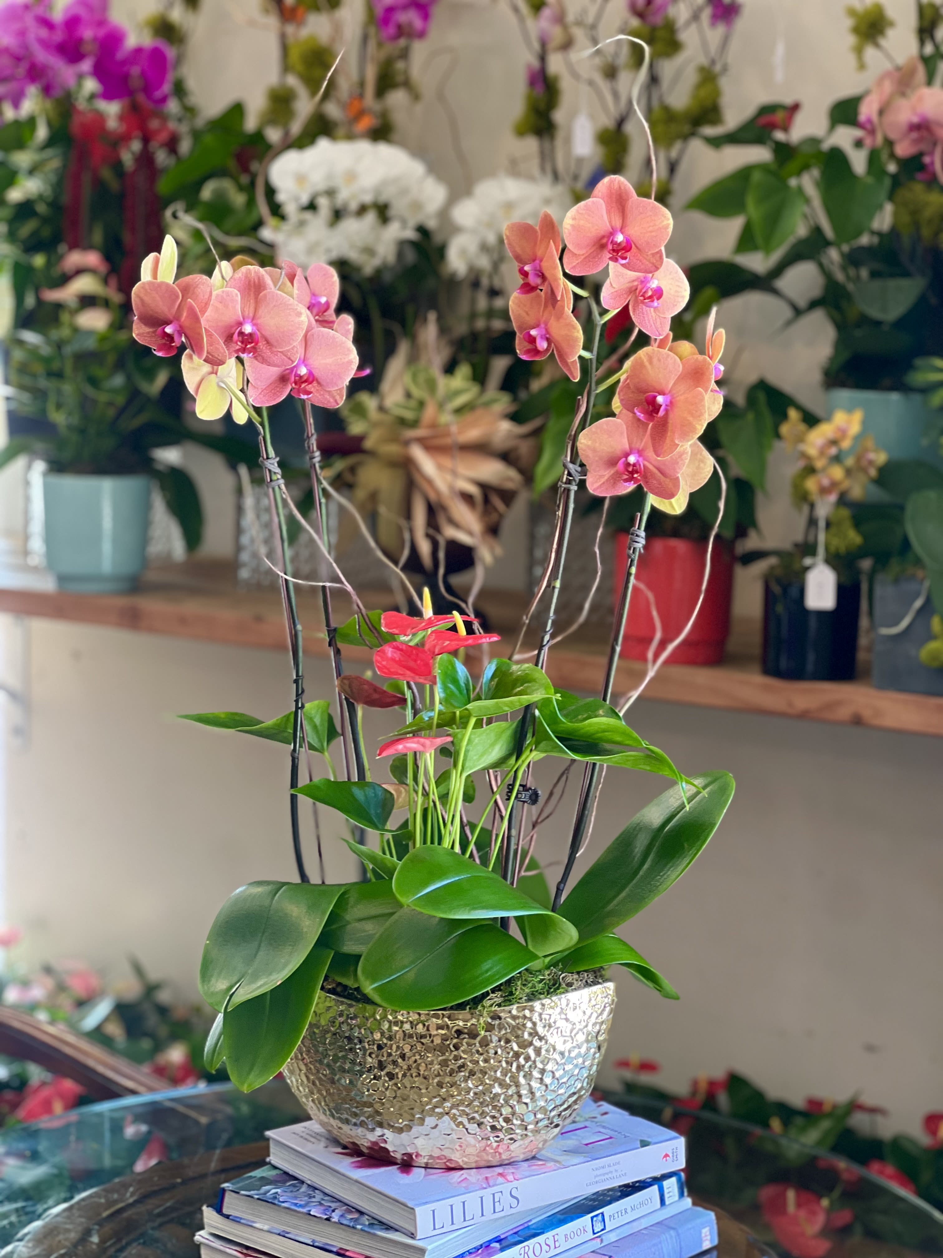 Luminous Orange Orchid - 2 double orange phalaenopsis orchids with a red anthurium plant in a golden ceramic pot