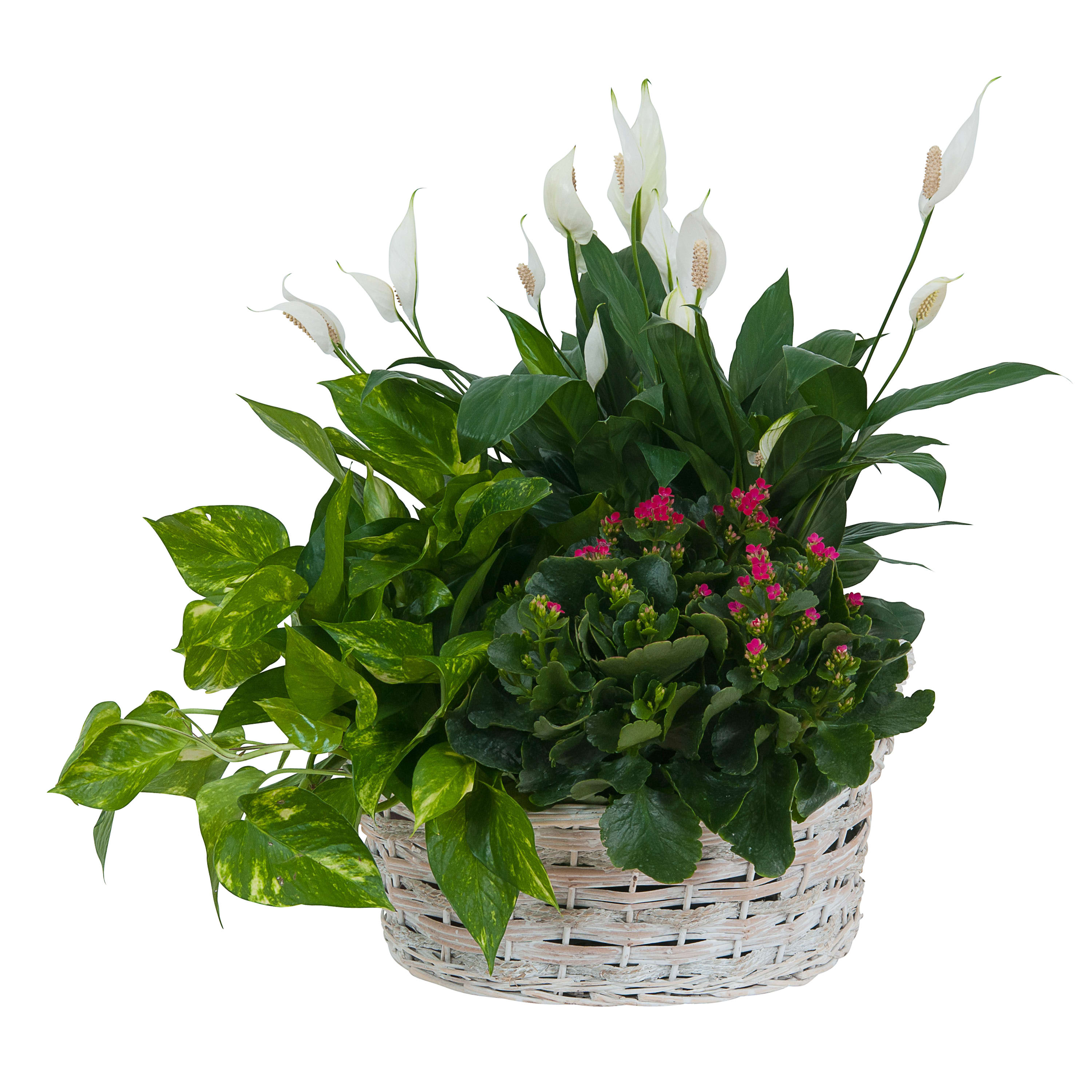 Living Garden Plant Basket - This whitewash basket is filled with beautiful green and blooming plants. DGTMF-632