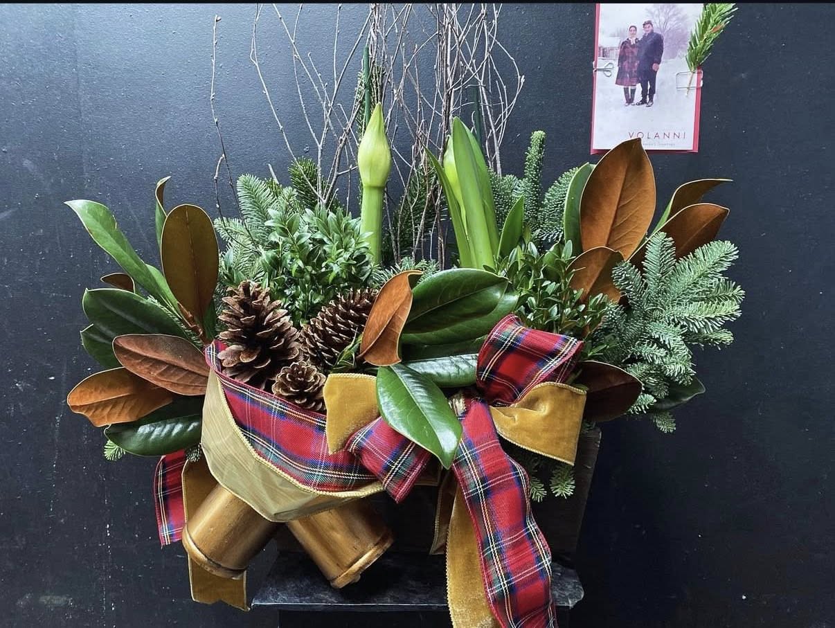 SPARTAN LAUREN HOLIDAY  - Amaryllis plants, holiday greenery, pine cones, Spartan ribbon  in a wooden container.
