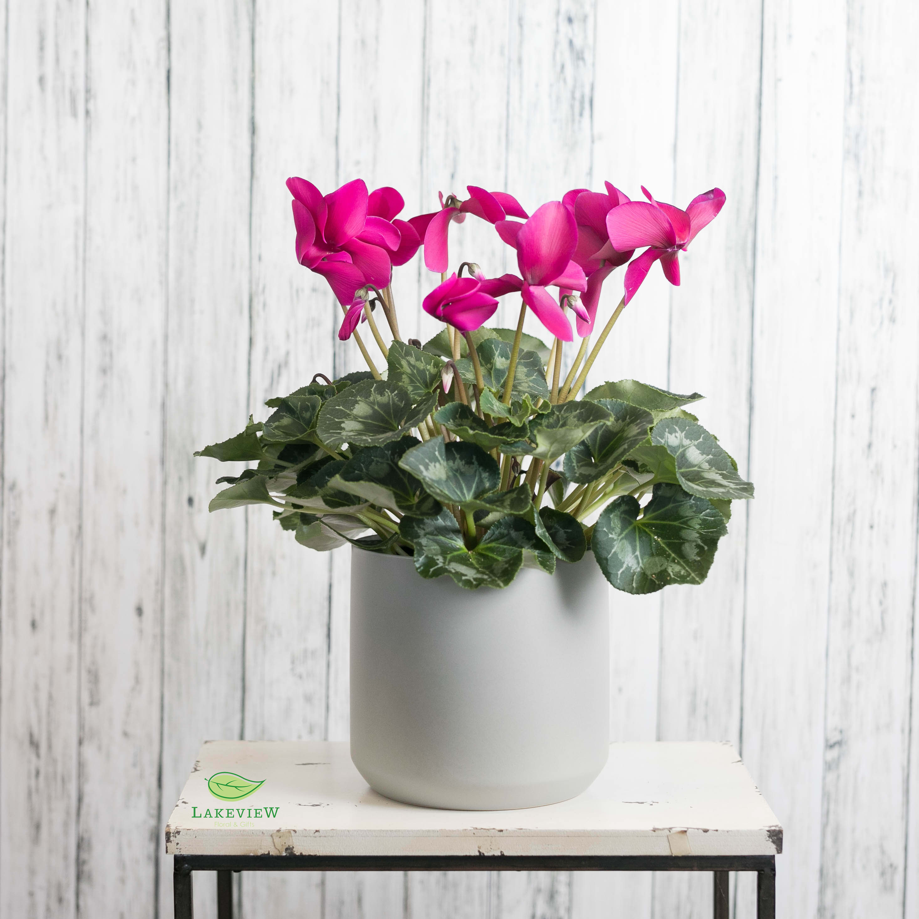Sonata - A colorful cyclamen plant is presented in a classic, ceramic container.  Our designer's will select the best and most beautiful color available on your delivery day!  Approximate Dimensions: 16&quot; H x 12&quot; W