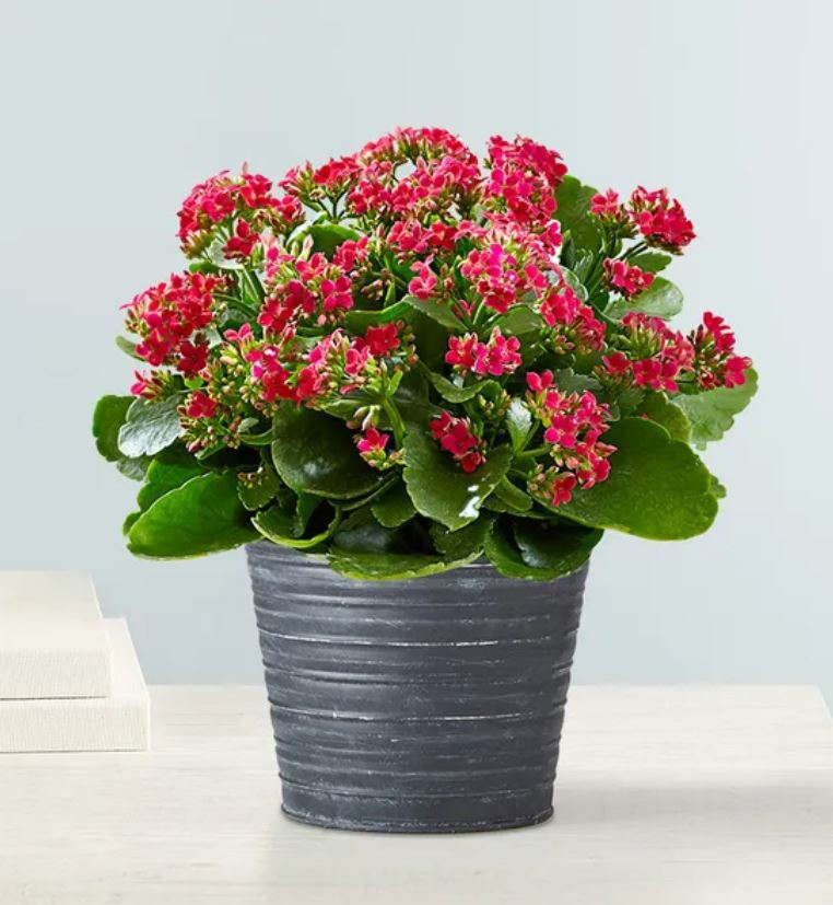 Kalanchoe Plant - Kalanchoe Plant
