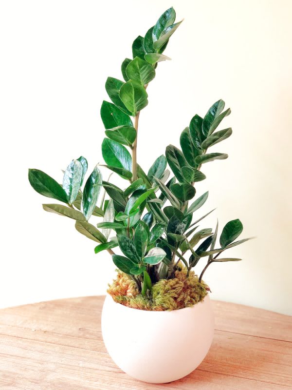 ZZ Planter - ZZ Planter is great for home and office settings. Low to moderate care and easy (neat) grower. Air purifying properties render this plant the perfect health companion for humans, but is not good for cats or dogs.